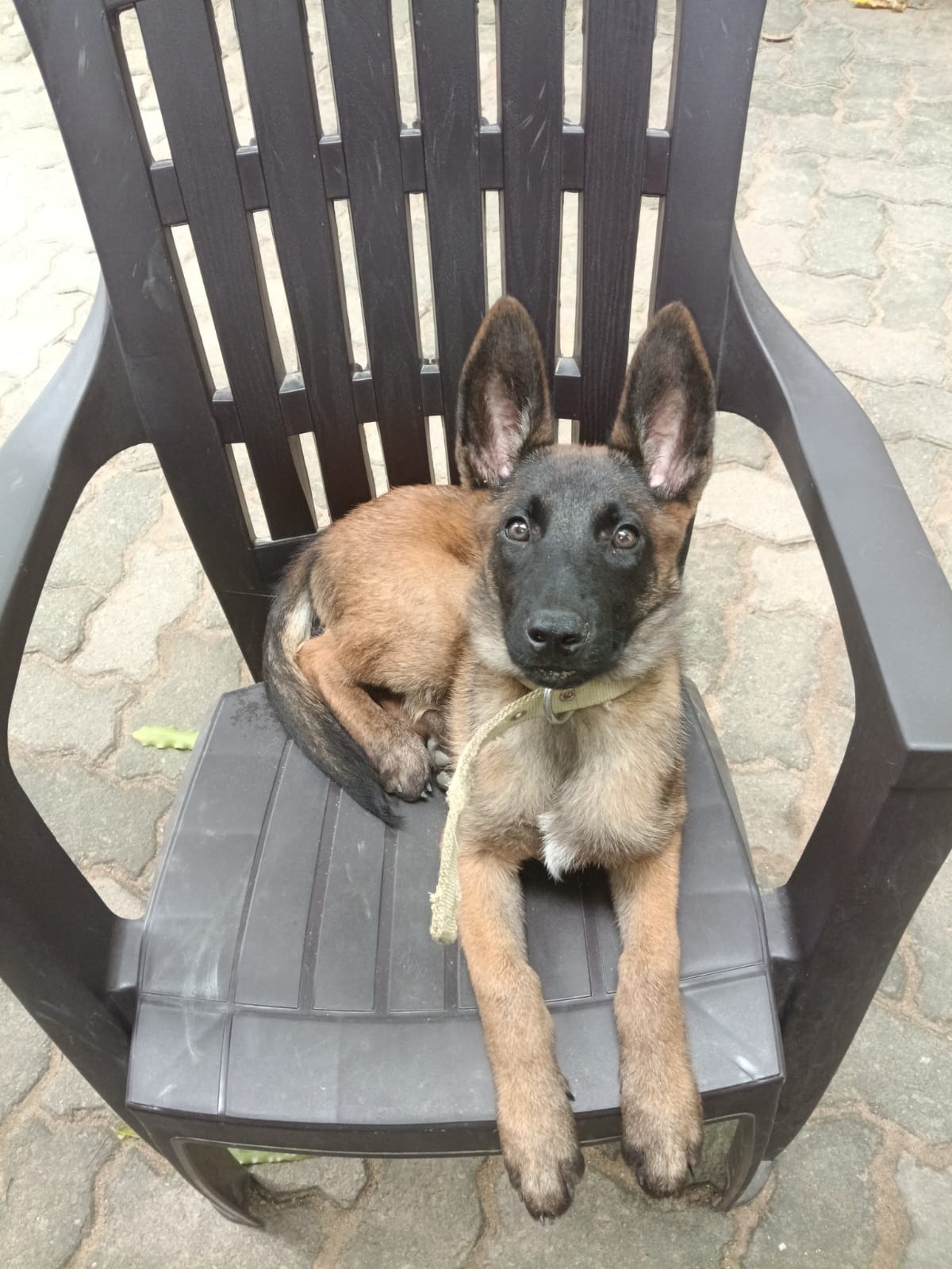 Belgian Malinois for sale in Guwahati