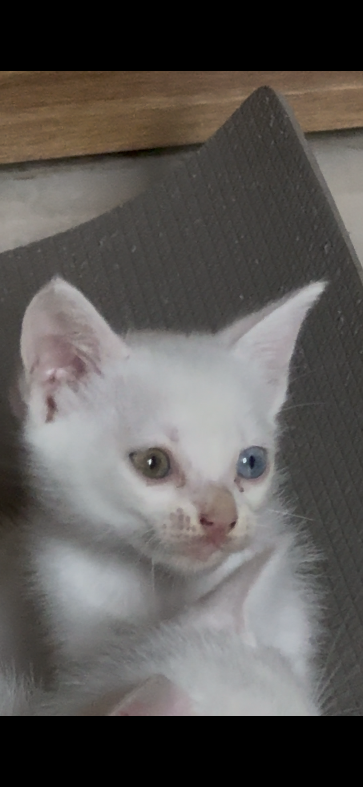 Semi Turkish angora for sale in Pune