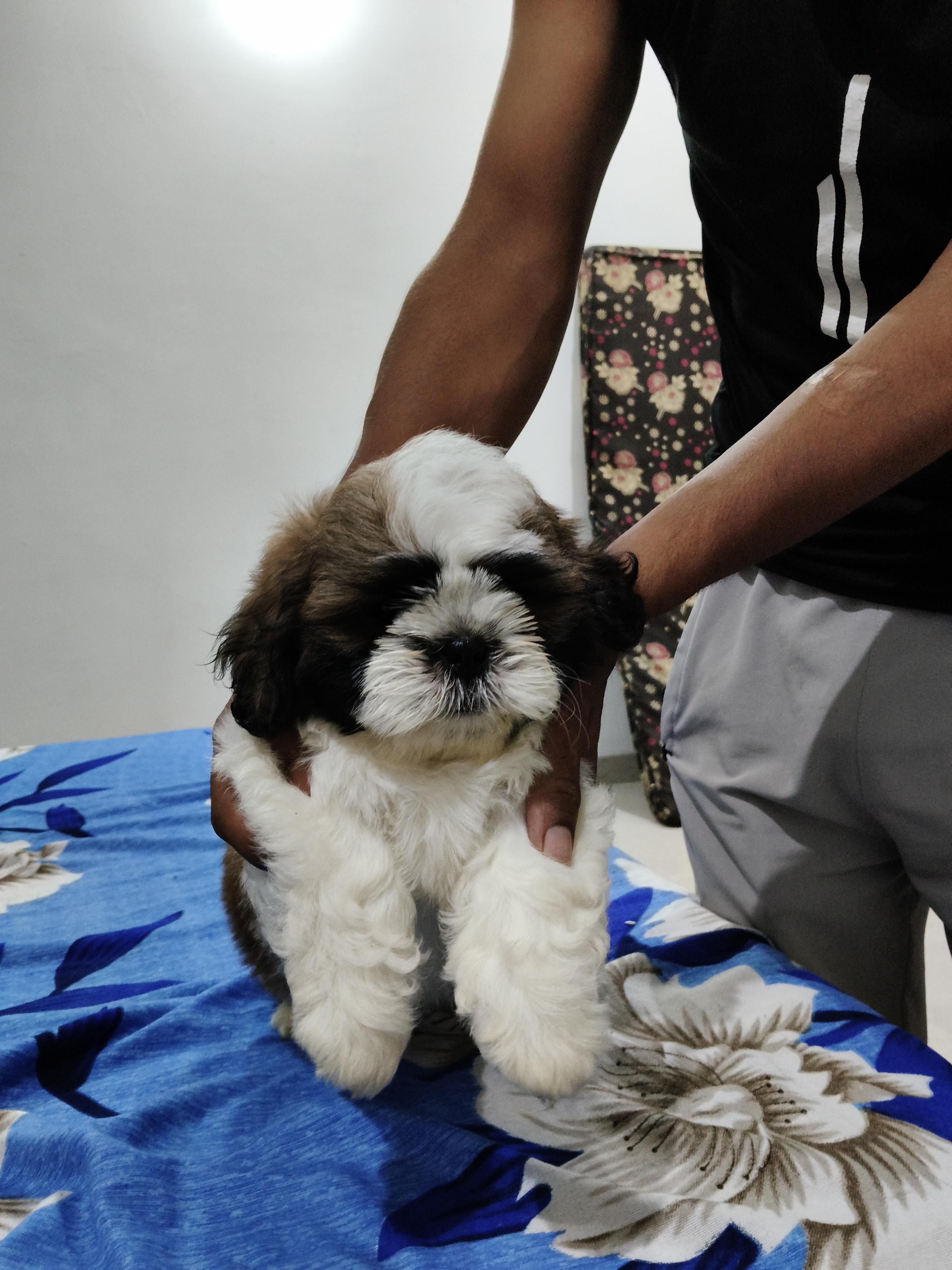 Shihzu