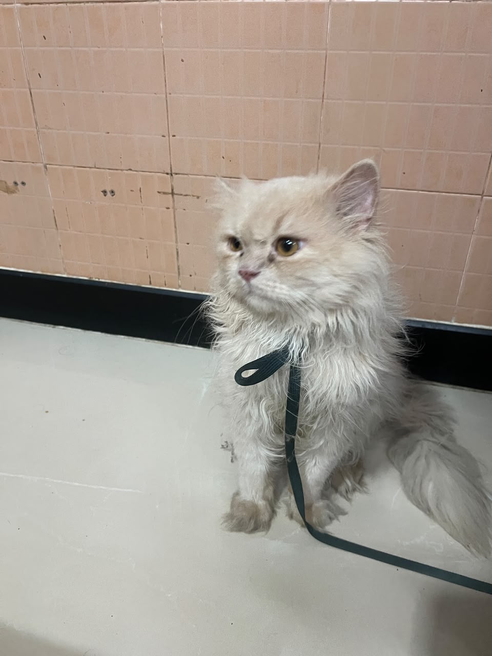 Persian Cat Male