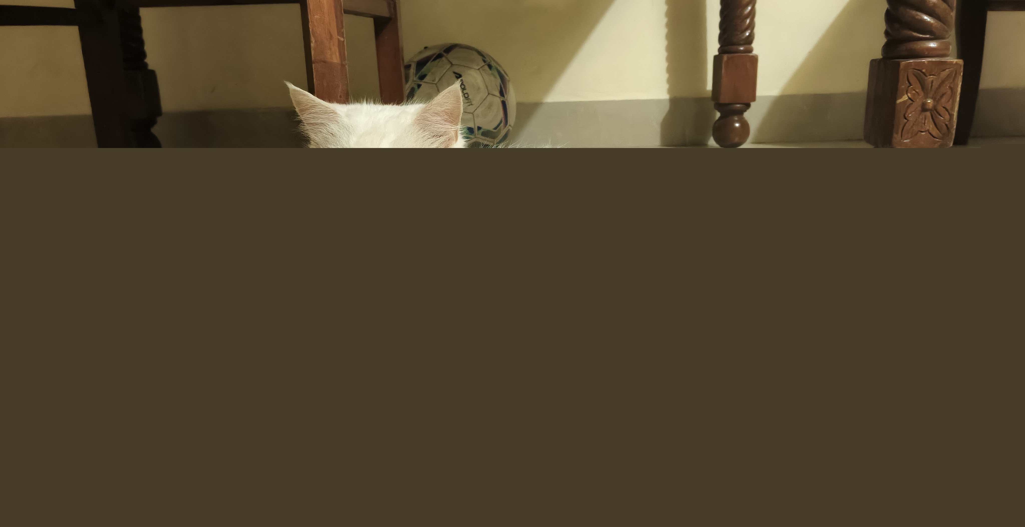 Persian Cat