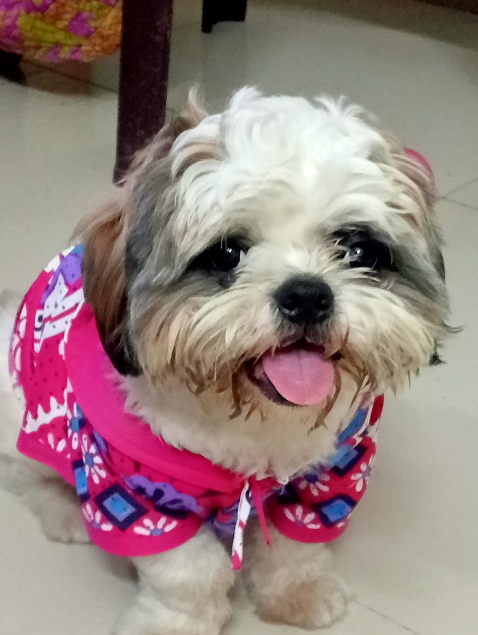 Shitzhu