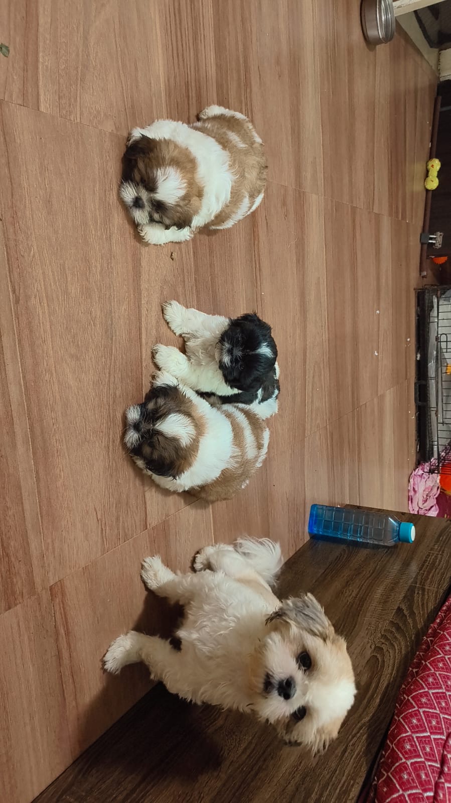 Shihtzu