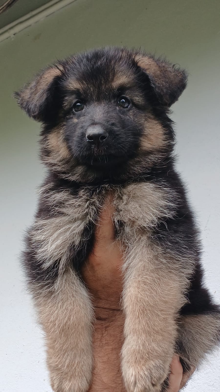 German shepherd
