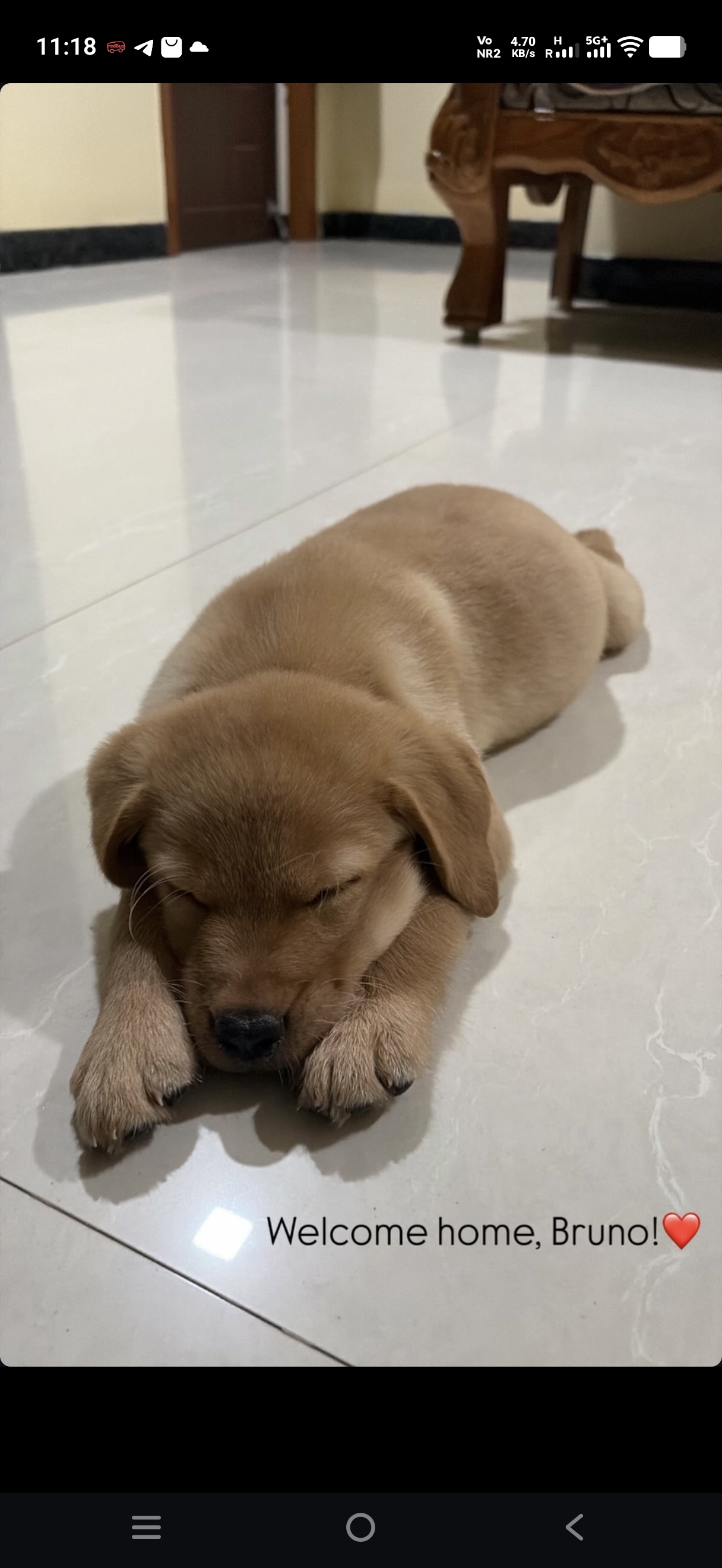 Labrador for sale in Chennai