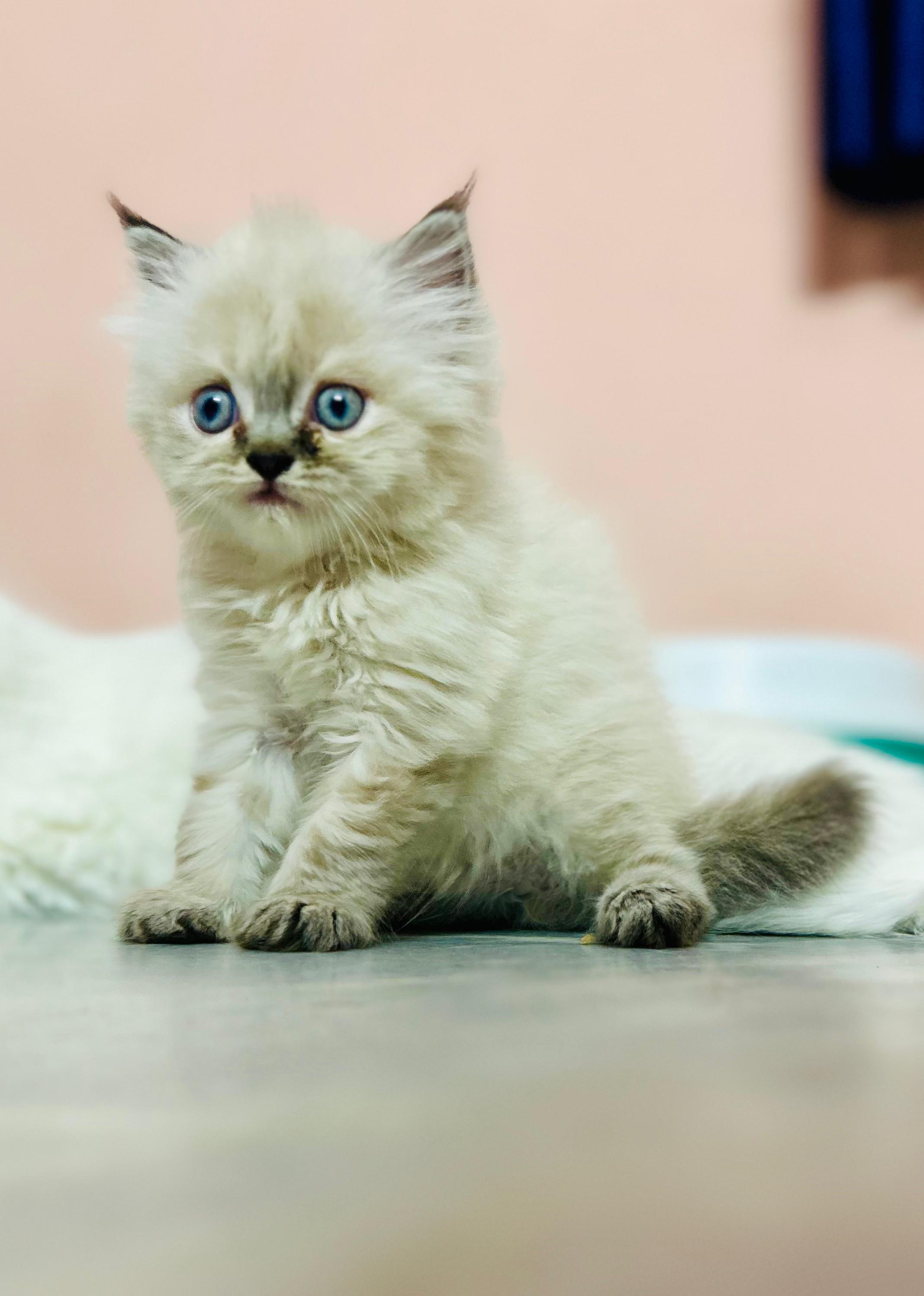 Persian Himalayan for sale in New Delhi