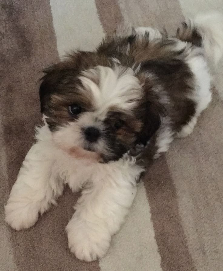 Shihtzu