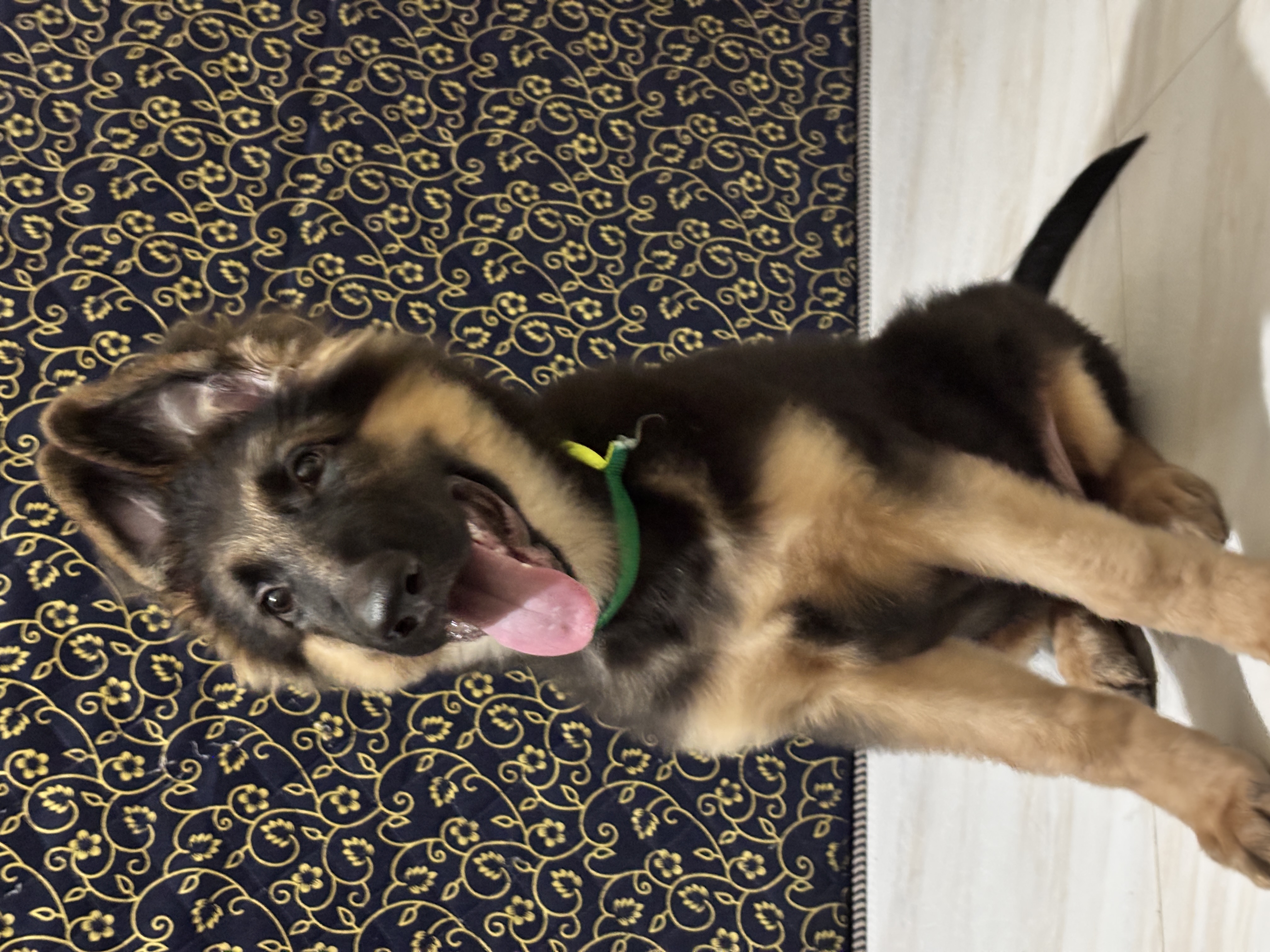 German shepherd