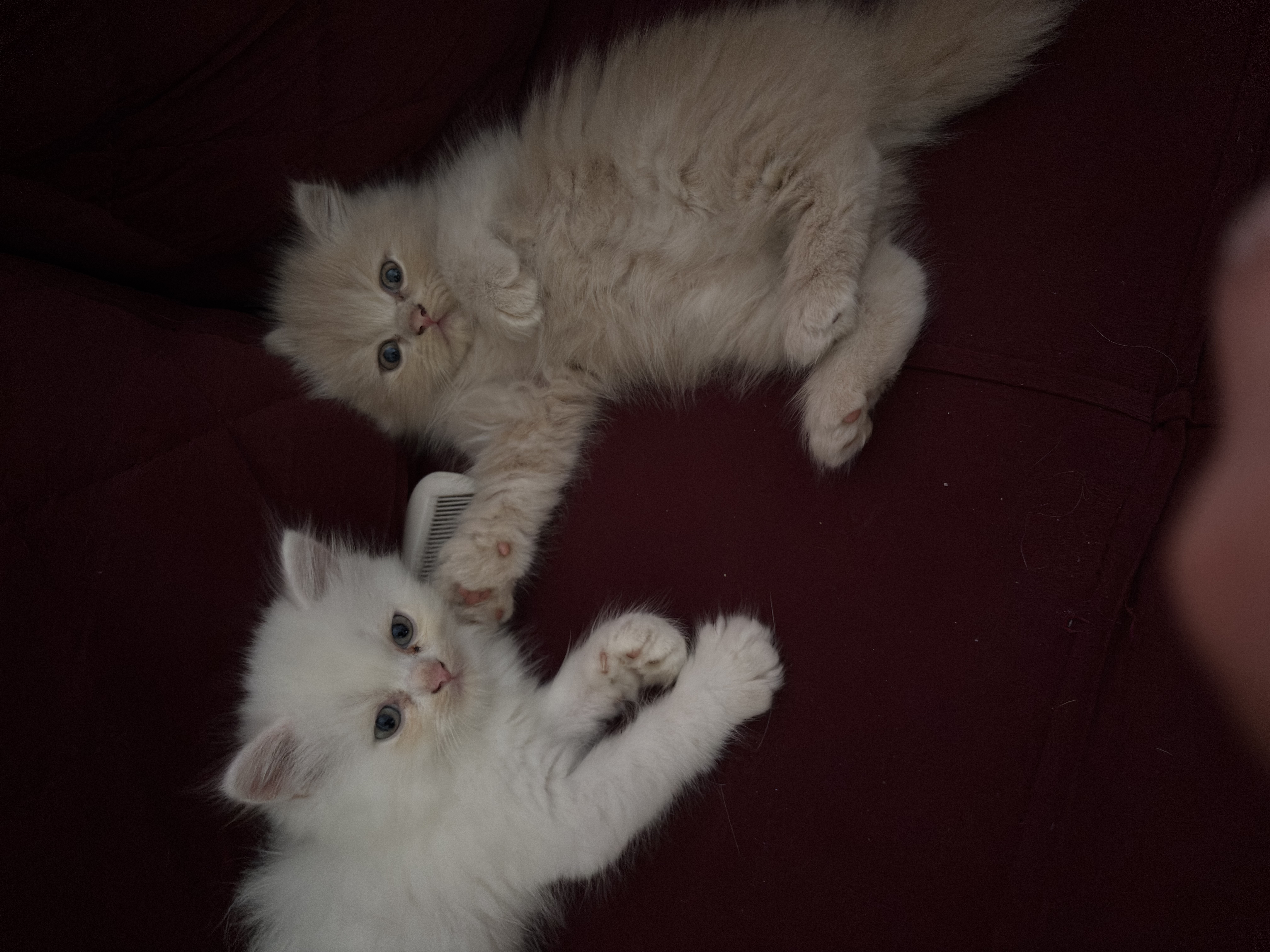 Persian kittens