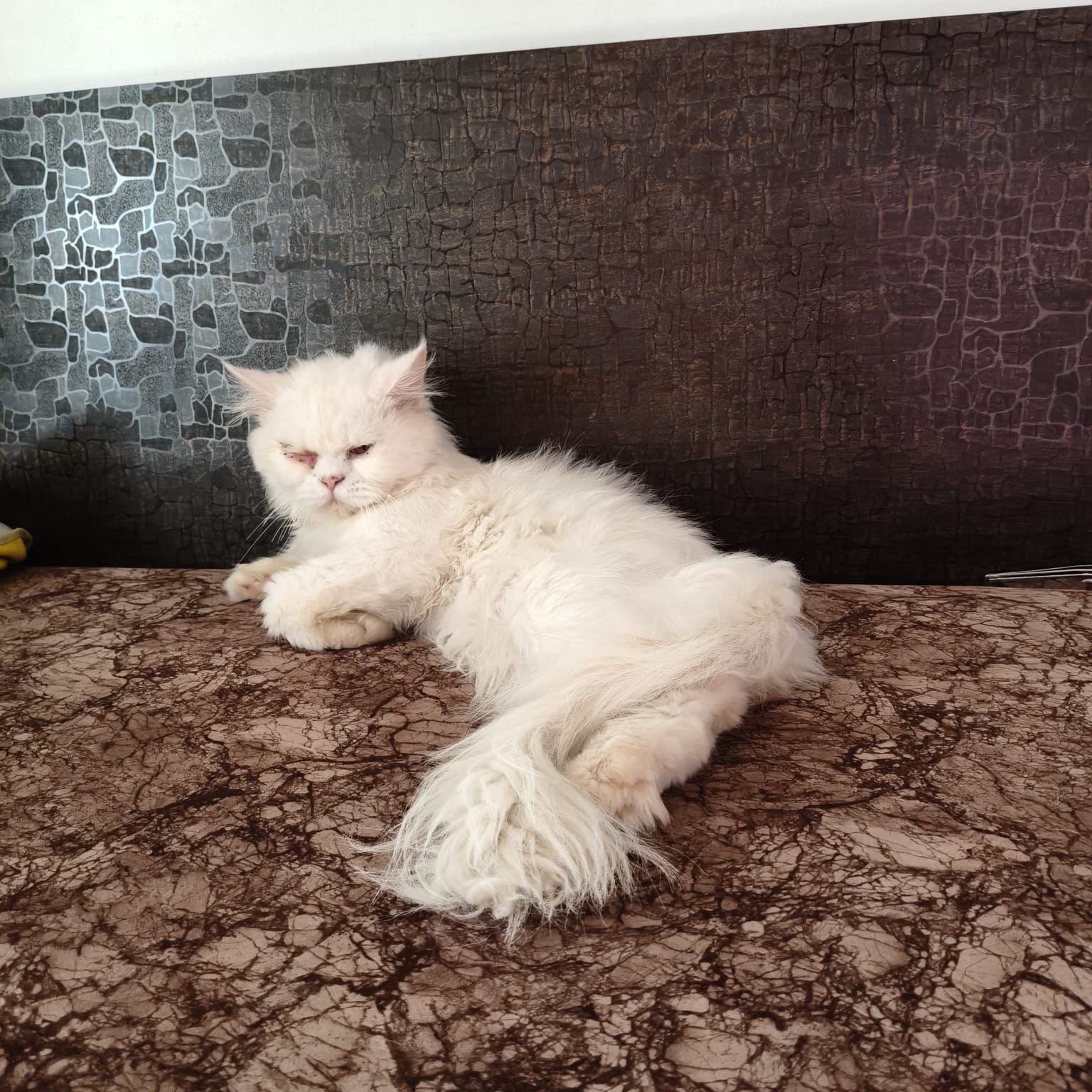 Persian cat for sale in Pune