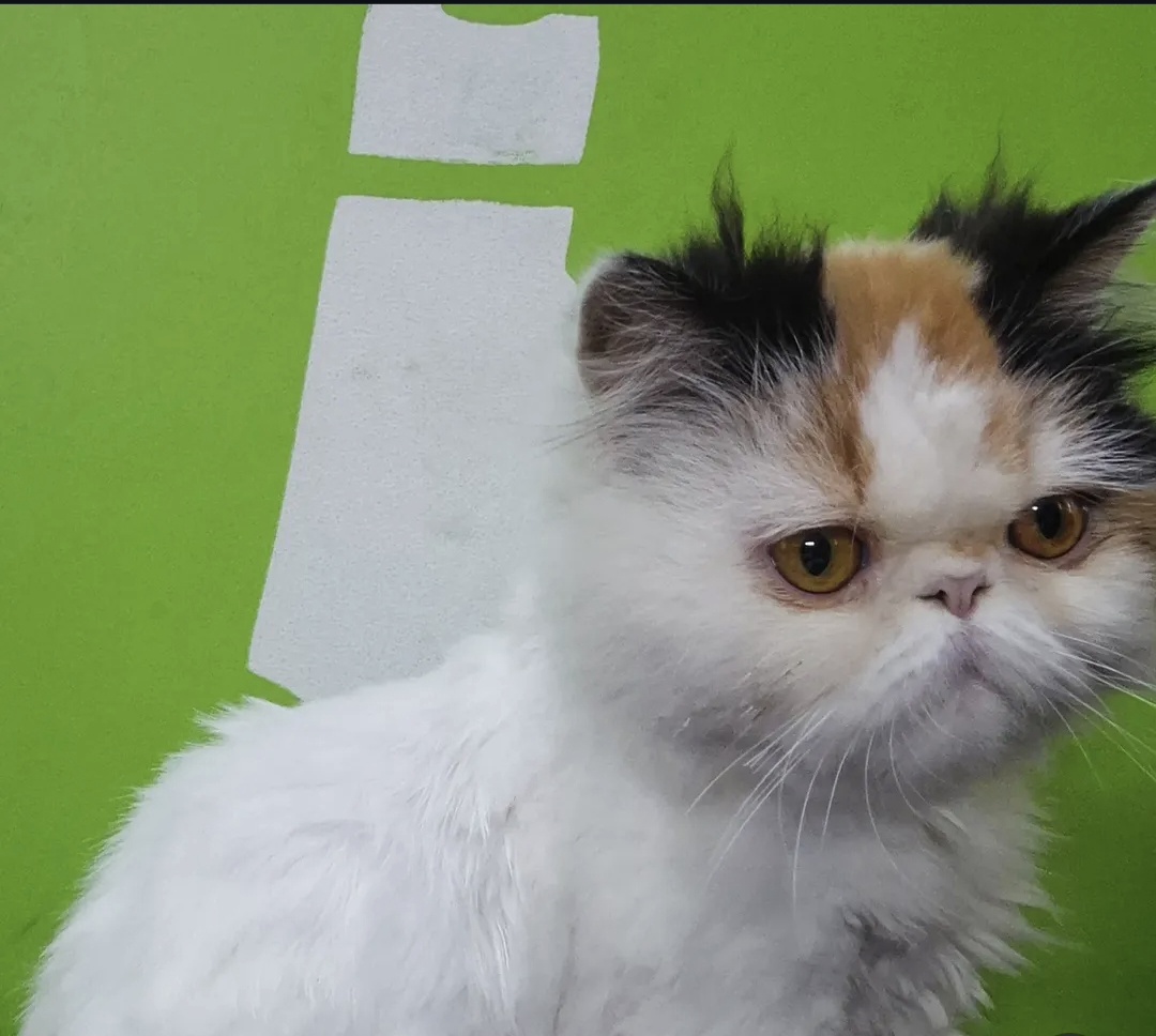 Persian cat