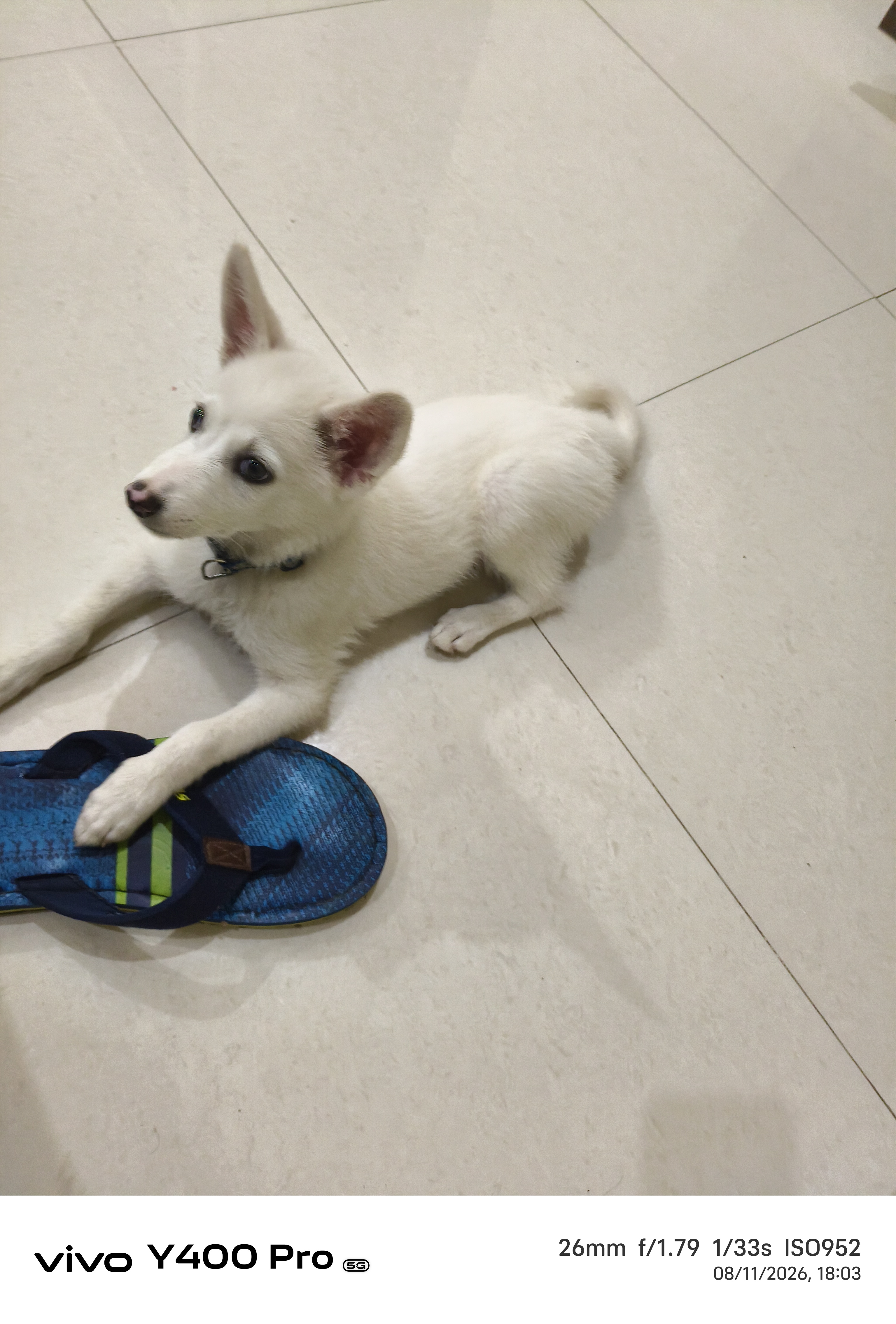 Pomerian spitz