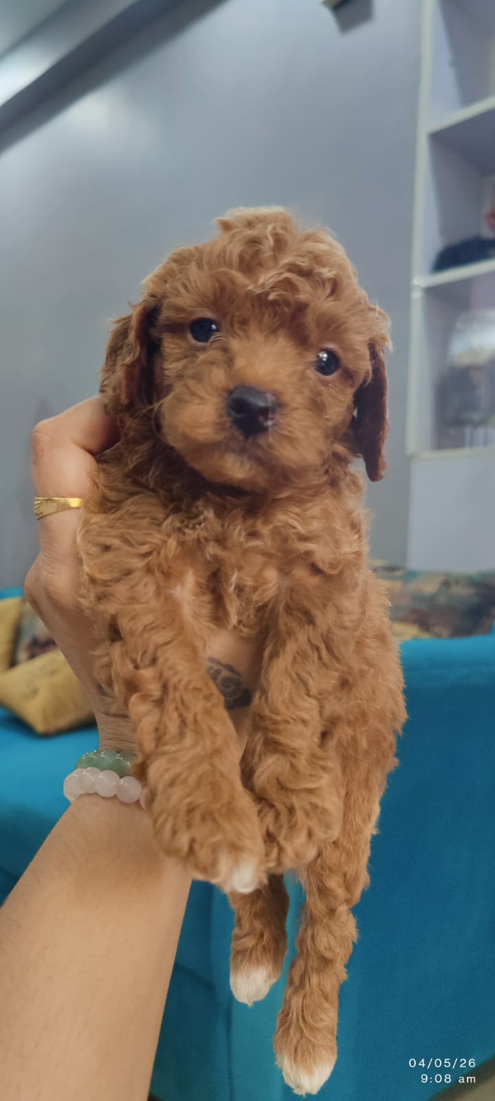 Poodle for sale in Ghaziabad