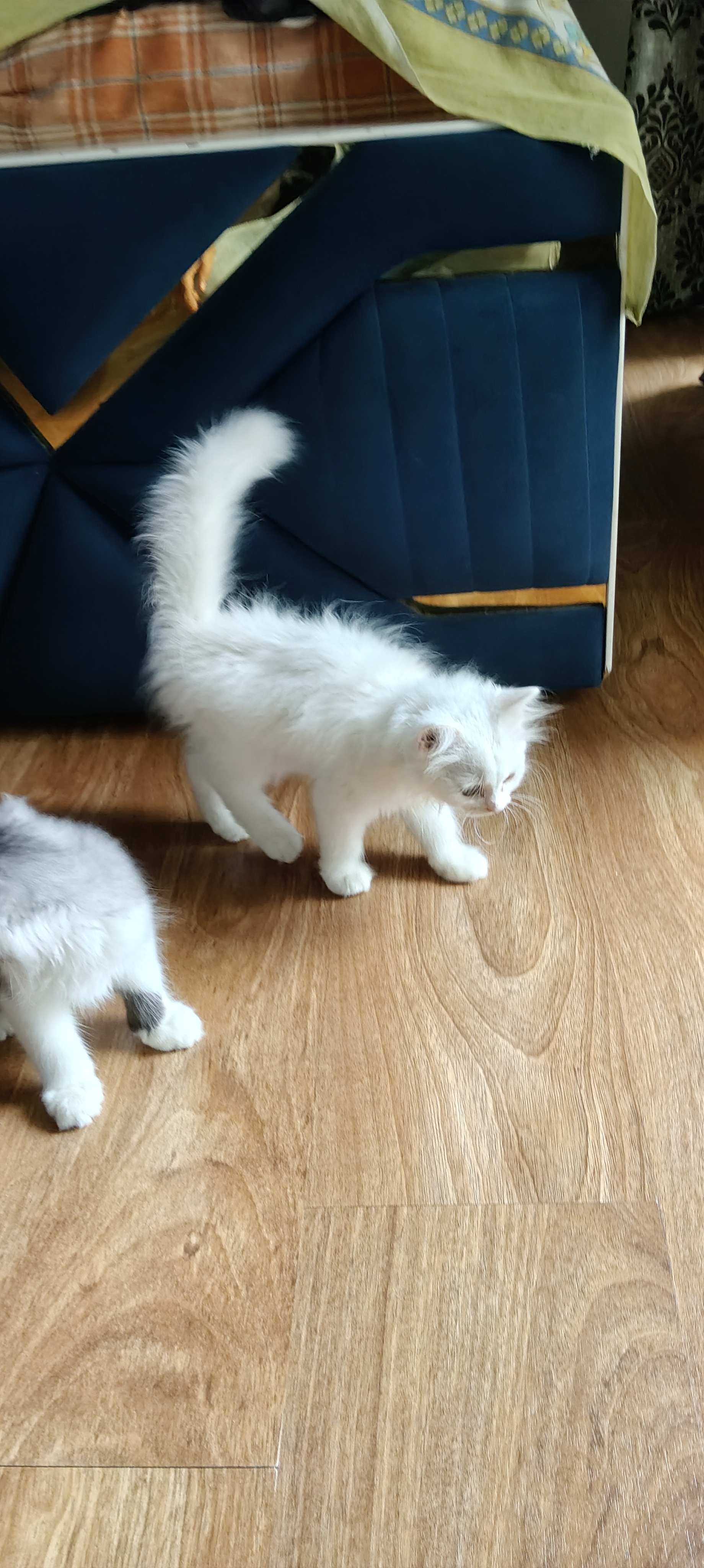 Persian cat