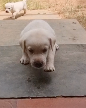 Labrador Retriever for sale in Chennai