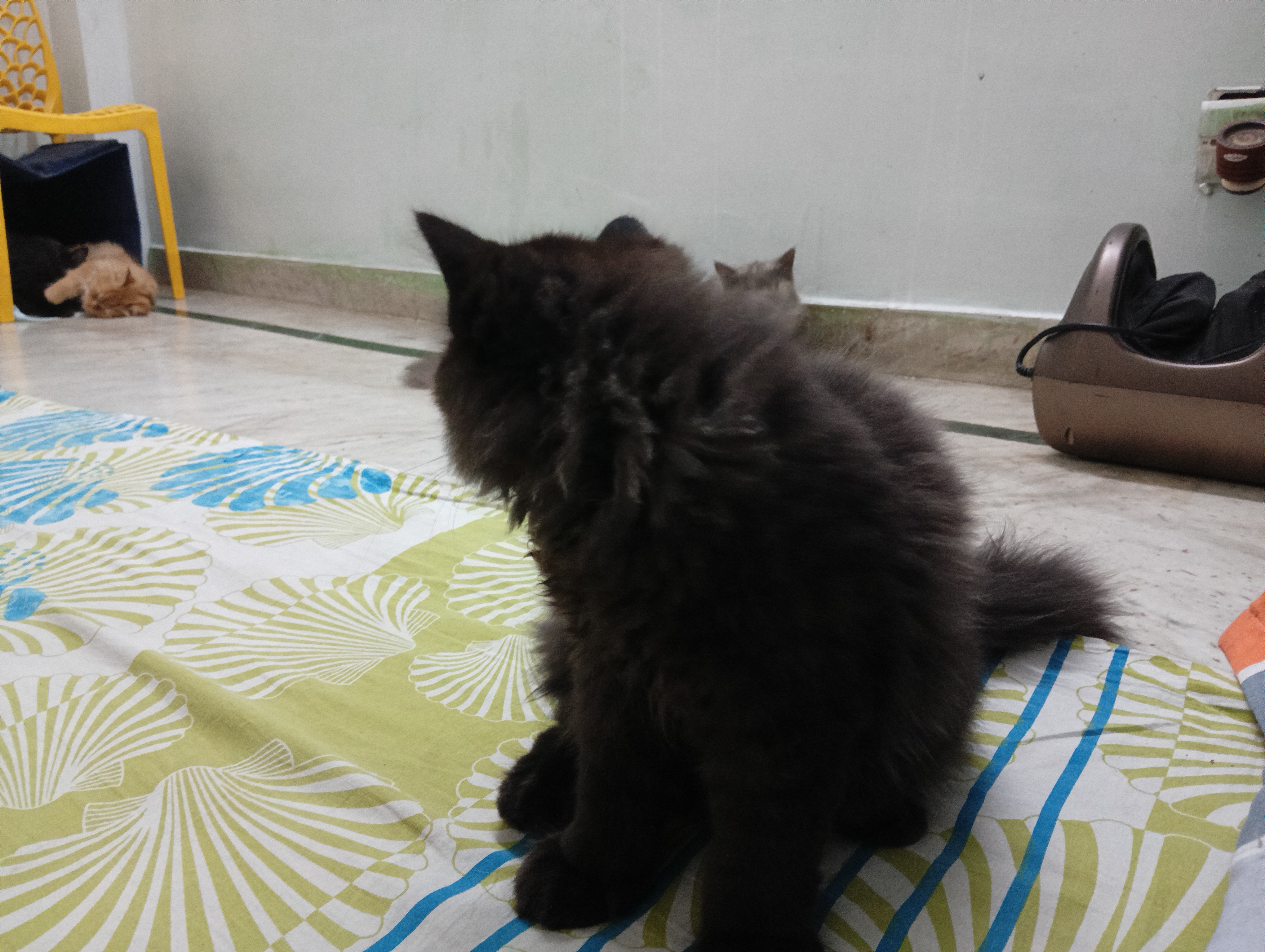 Persian Kittens for sale in New Delhi