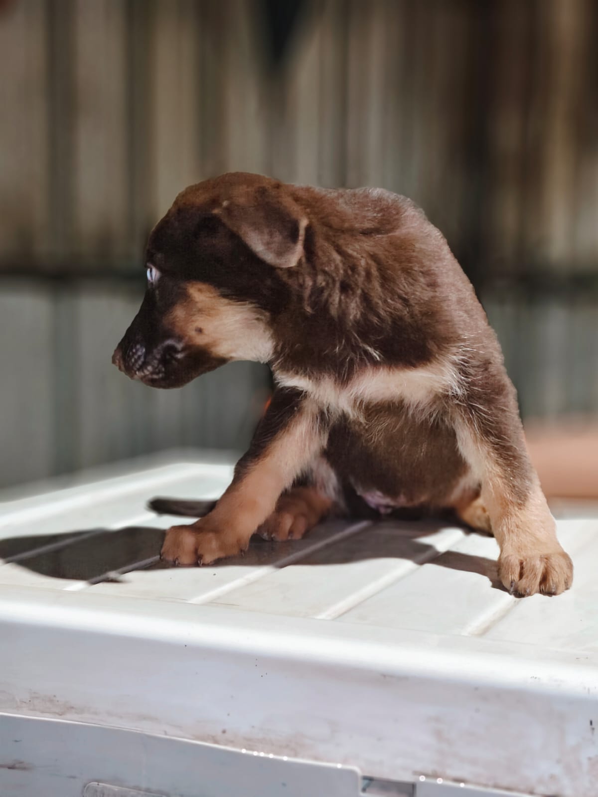 German shepherd for sale in Ratlam