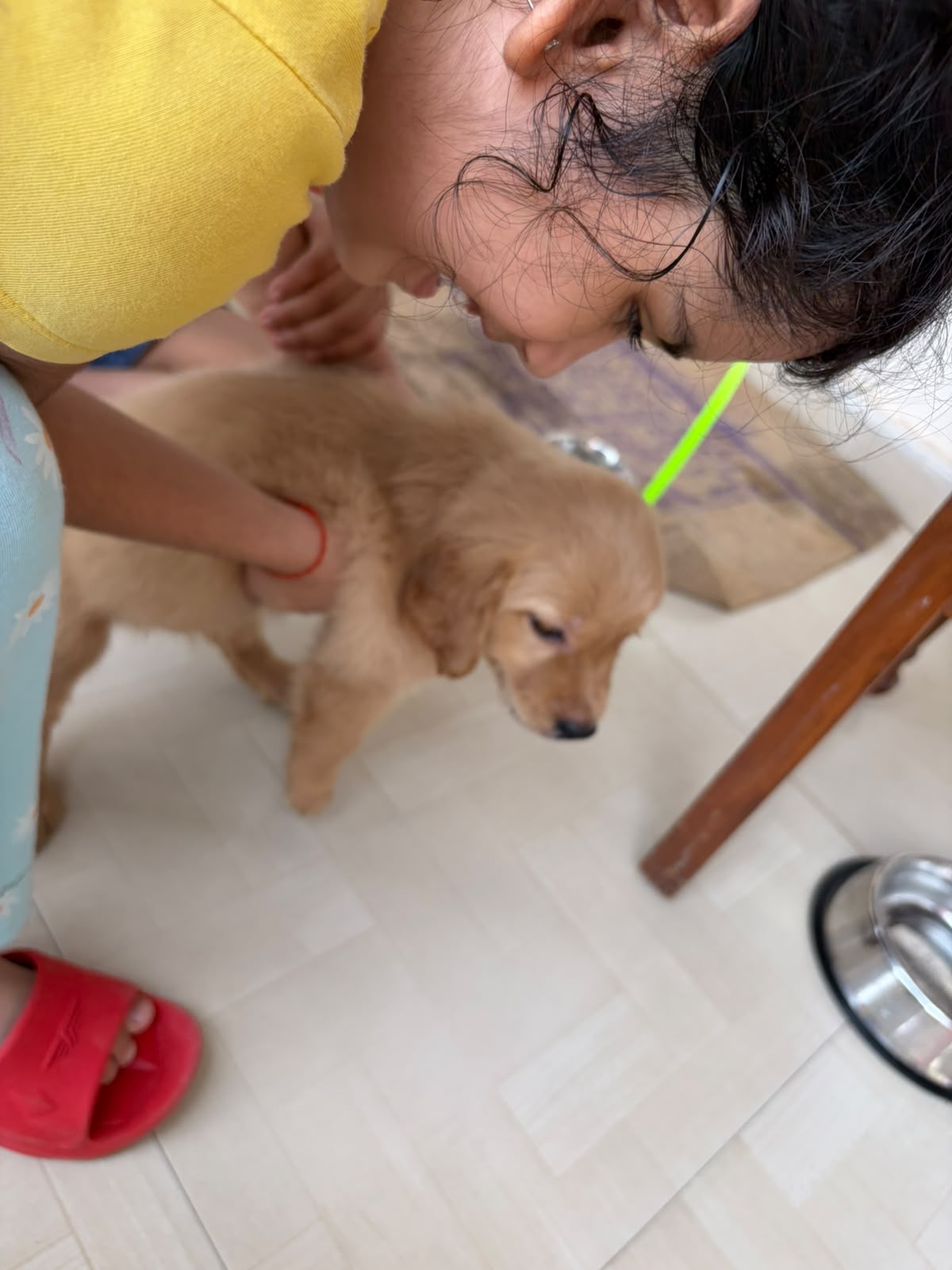 Golden retreiver