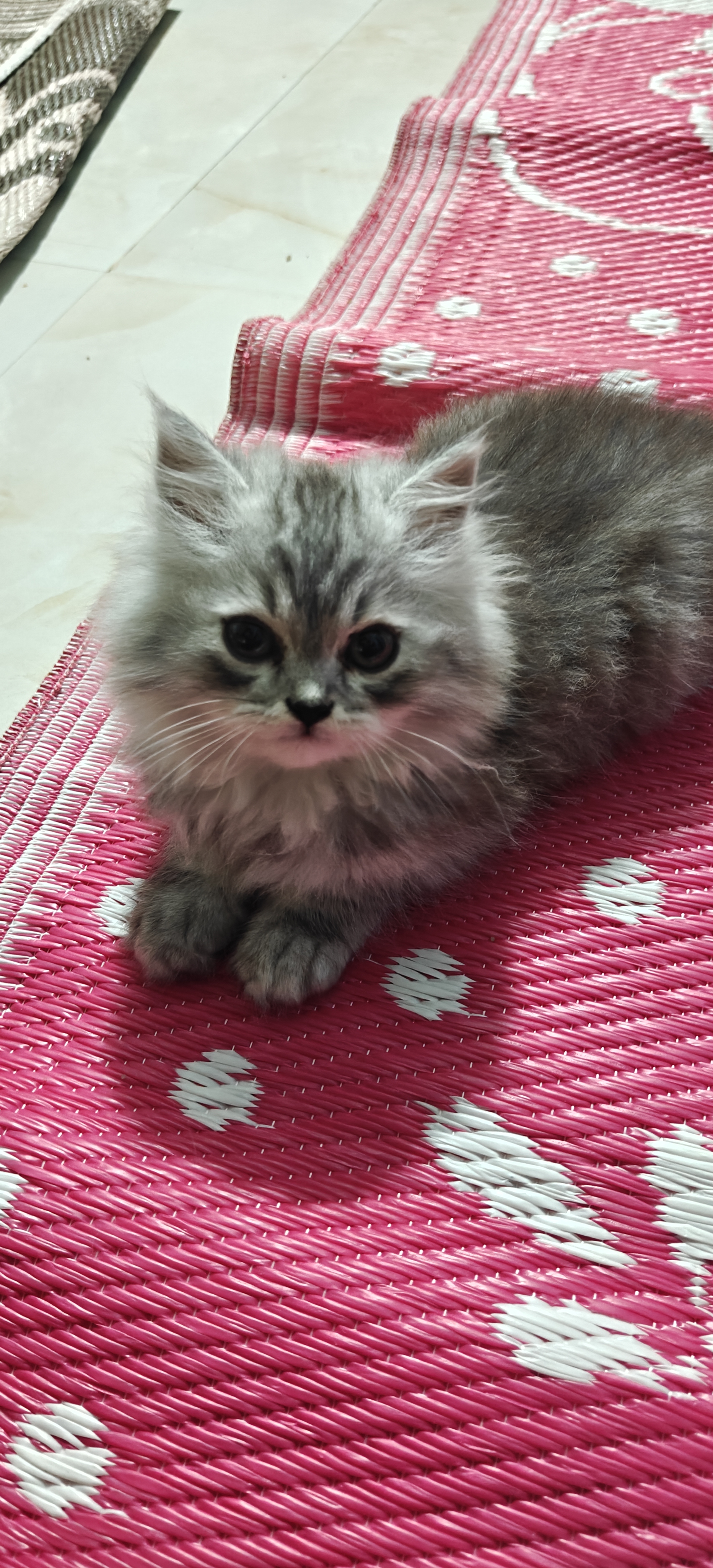 Persian cat for sale in Bengaluru East