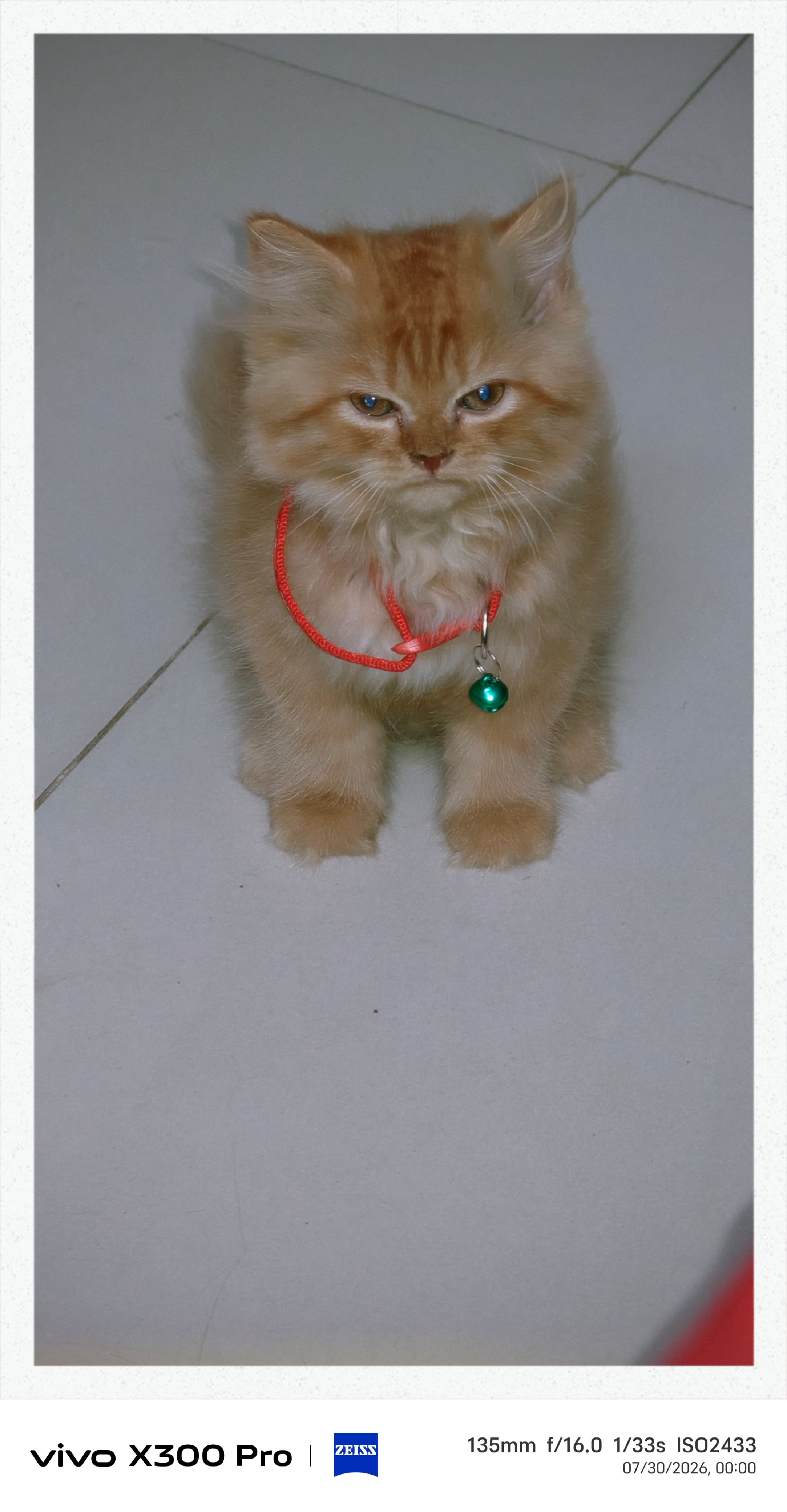 Persian cat