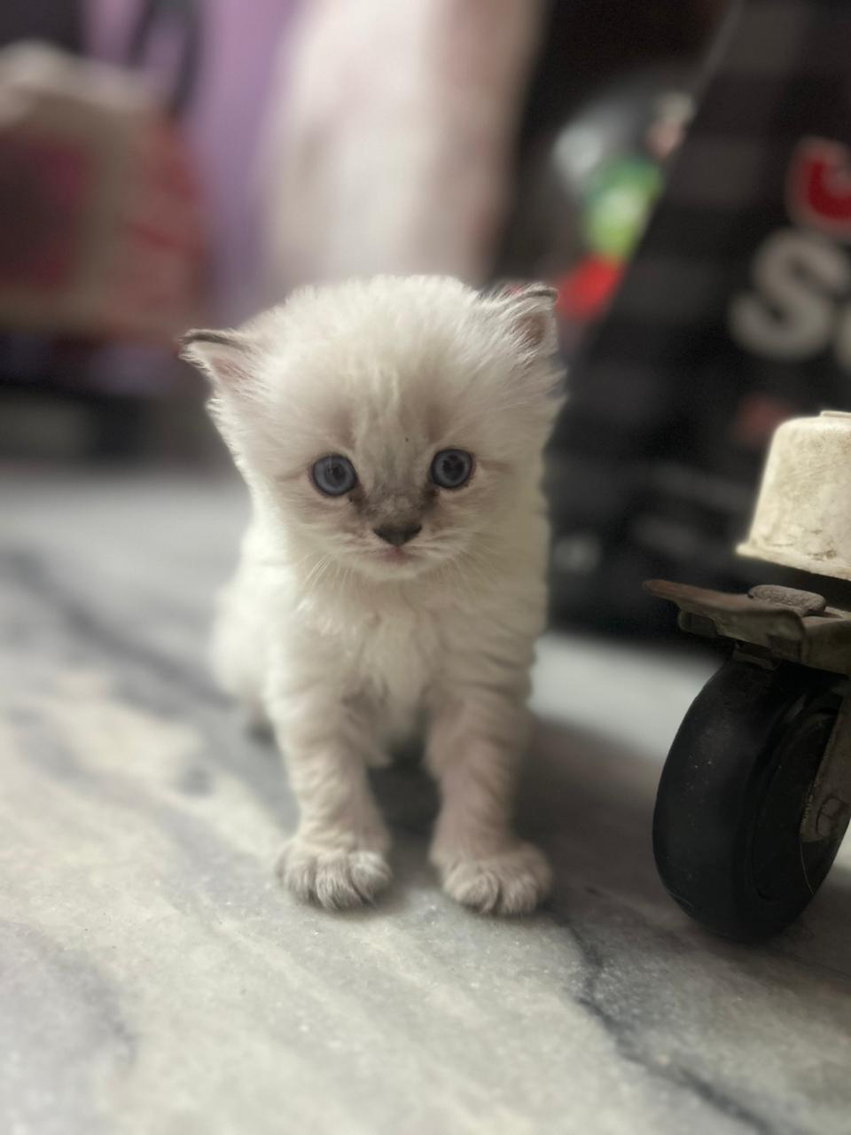 Himalayan