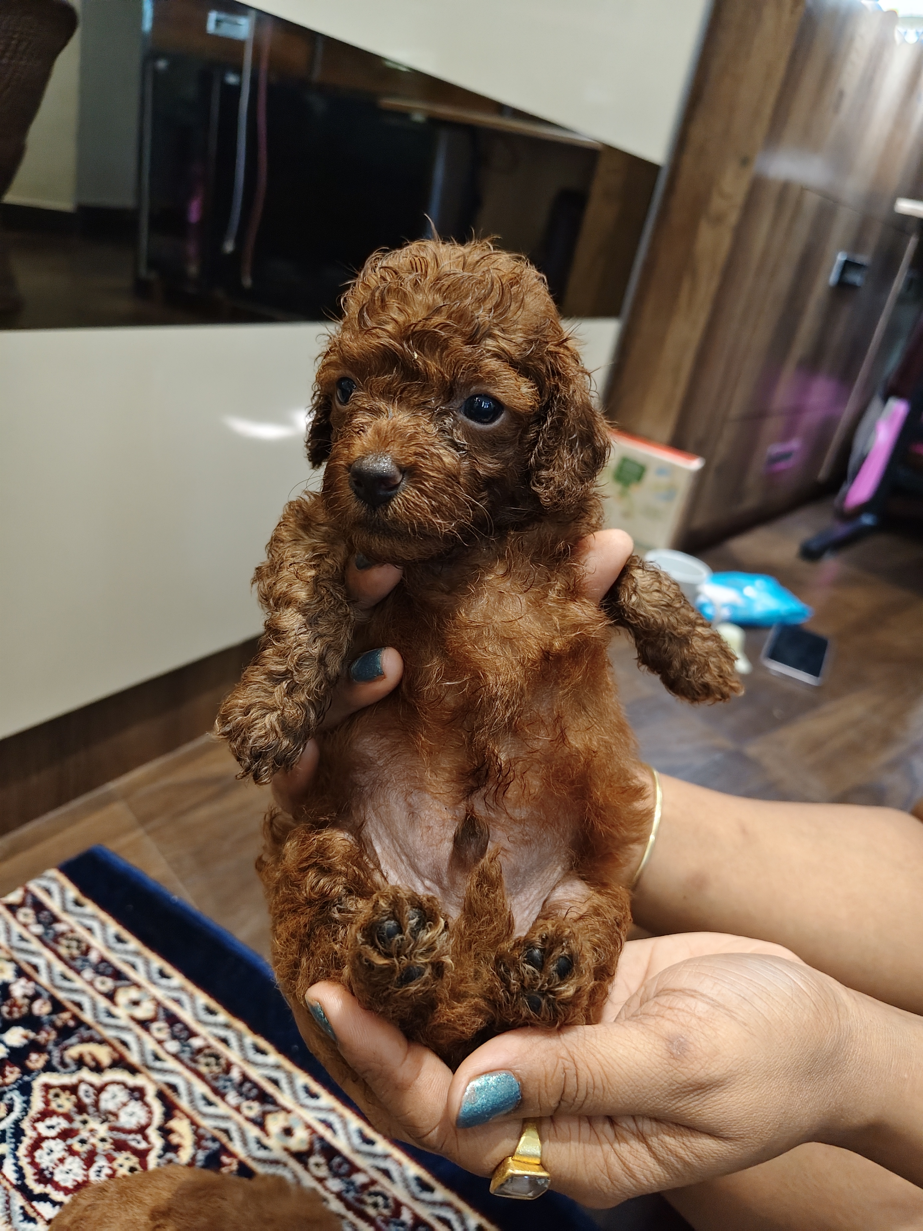 Toy Poodle