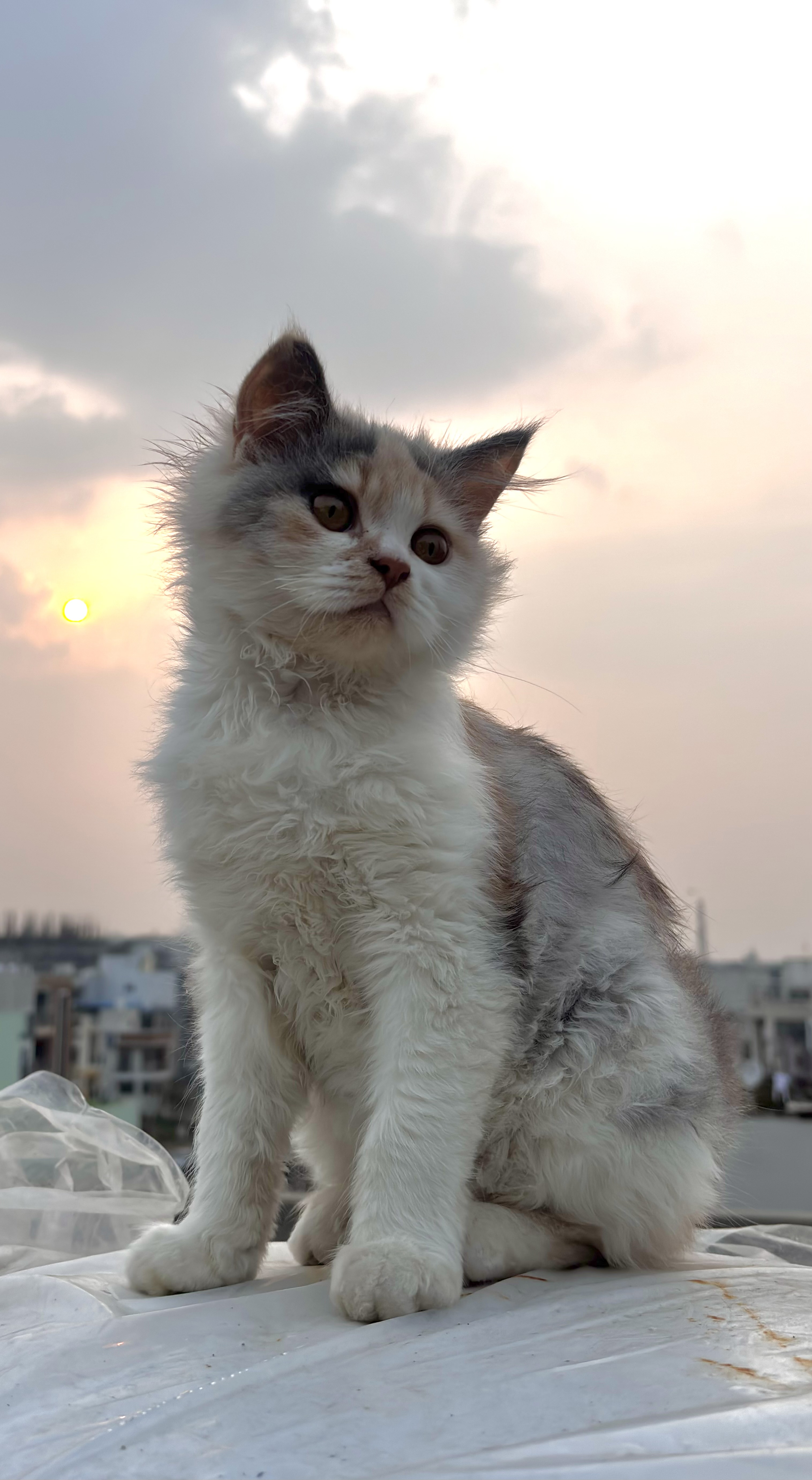 Persian cat