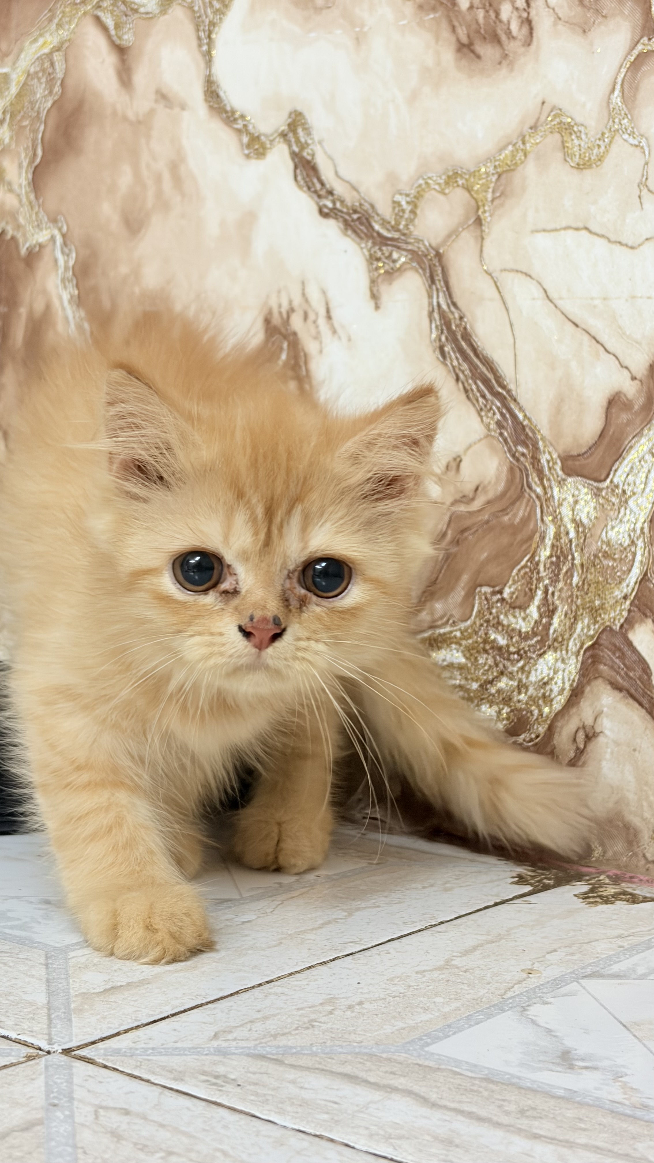 Persian cat