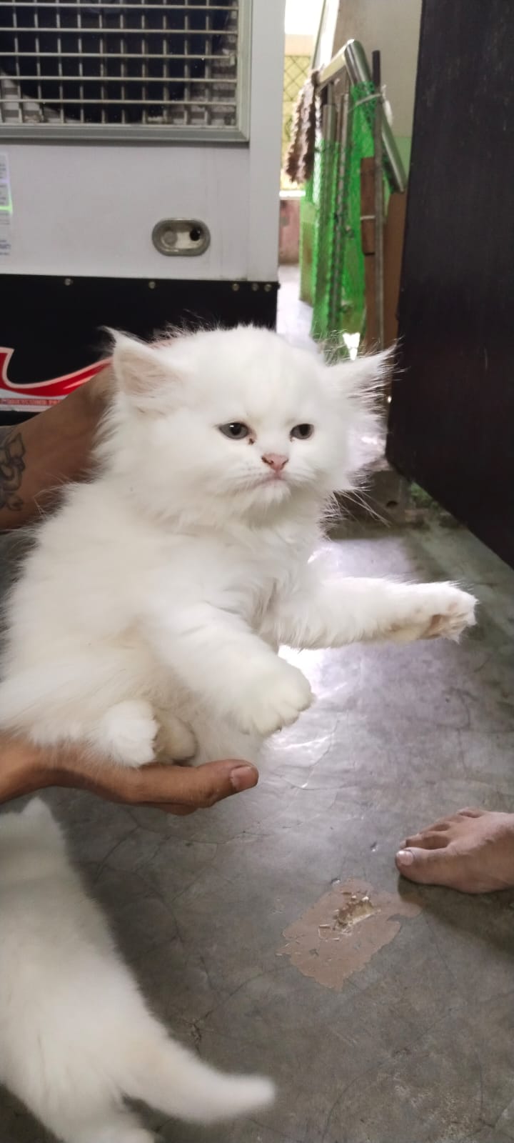 Sultan for sale in New Delhi