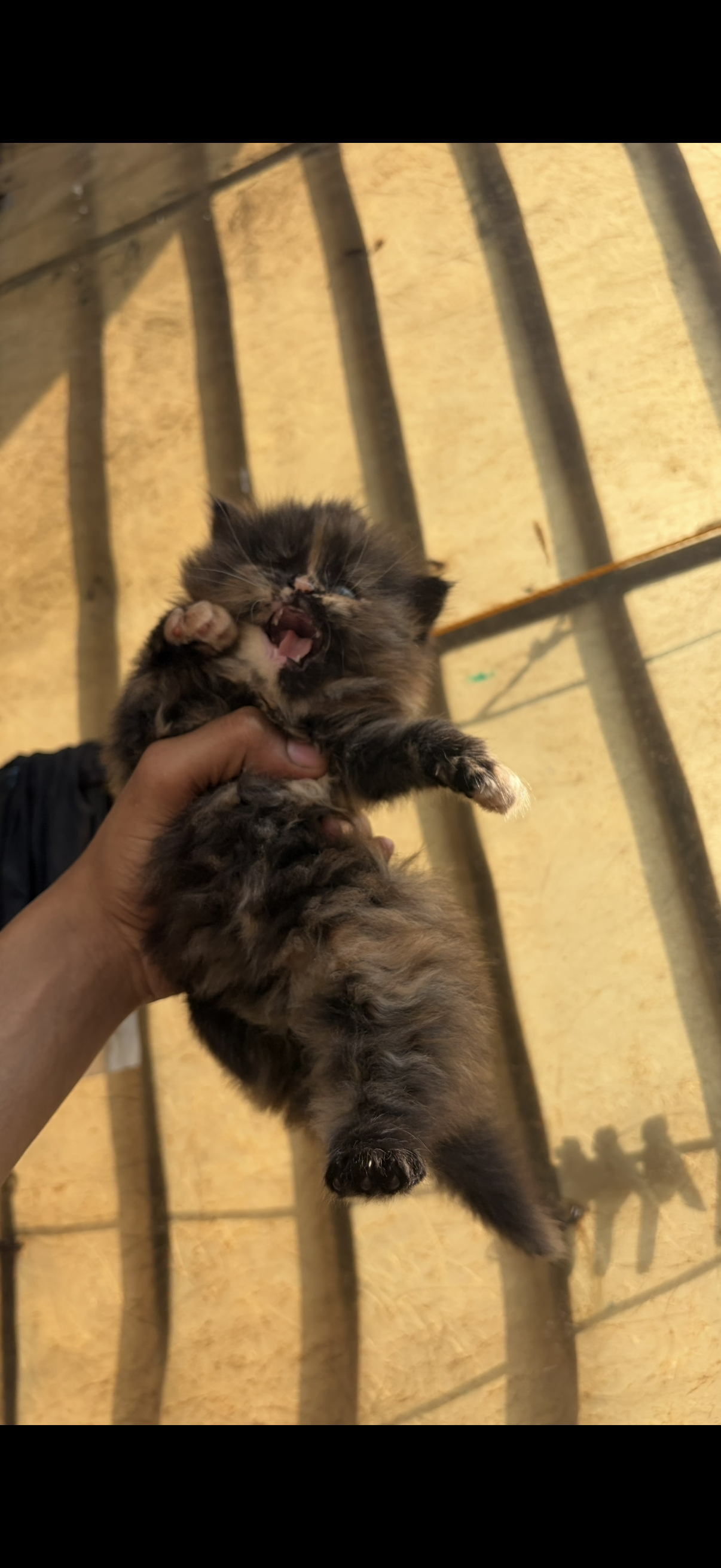 Persian cat