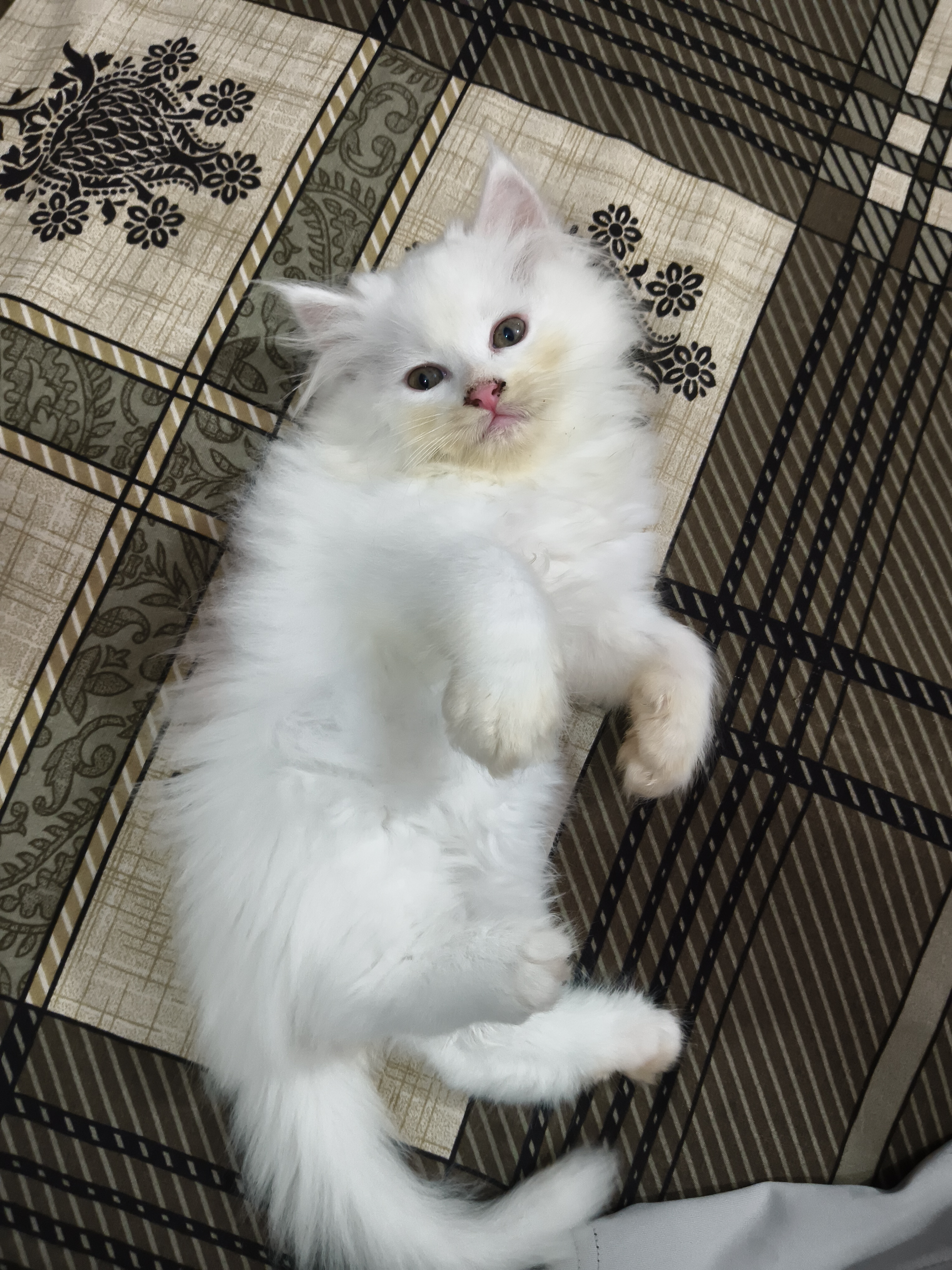 Persian cat
