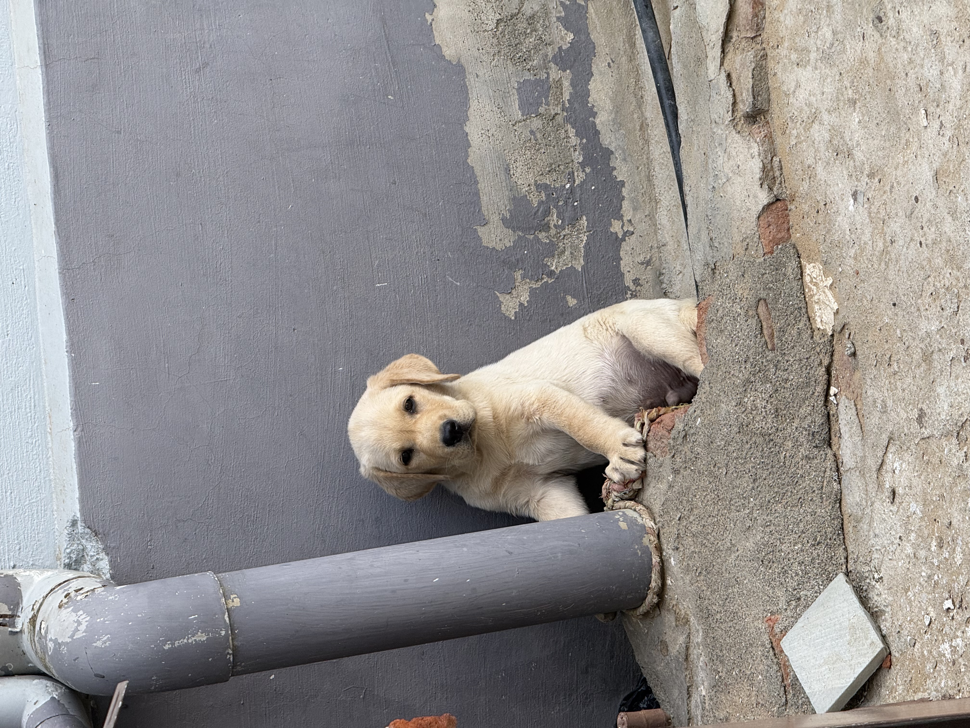 Labrador retriever for sale in Udaipur