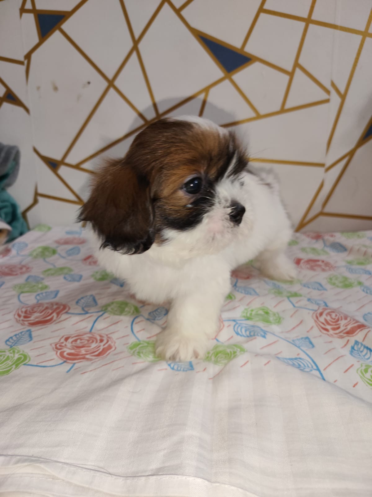 Shih Tzu