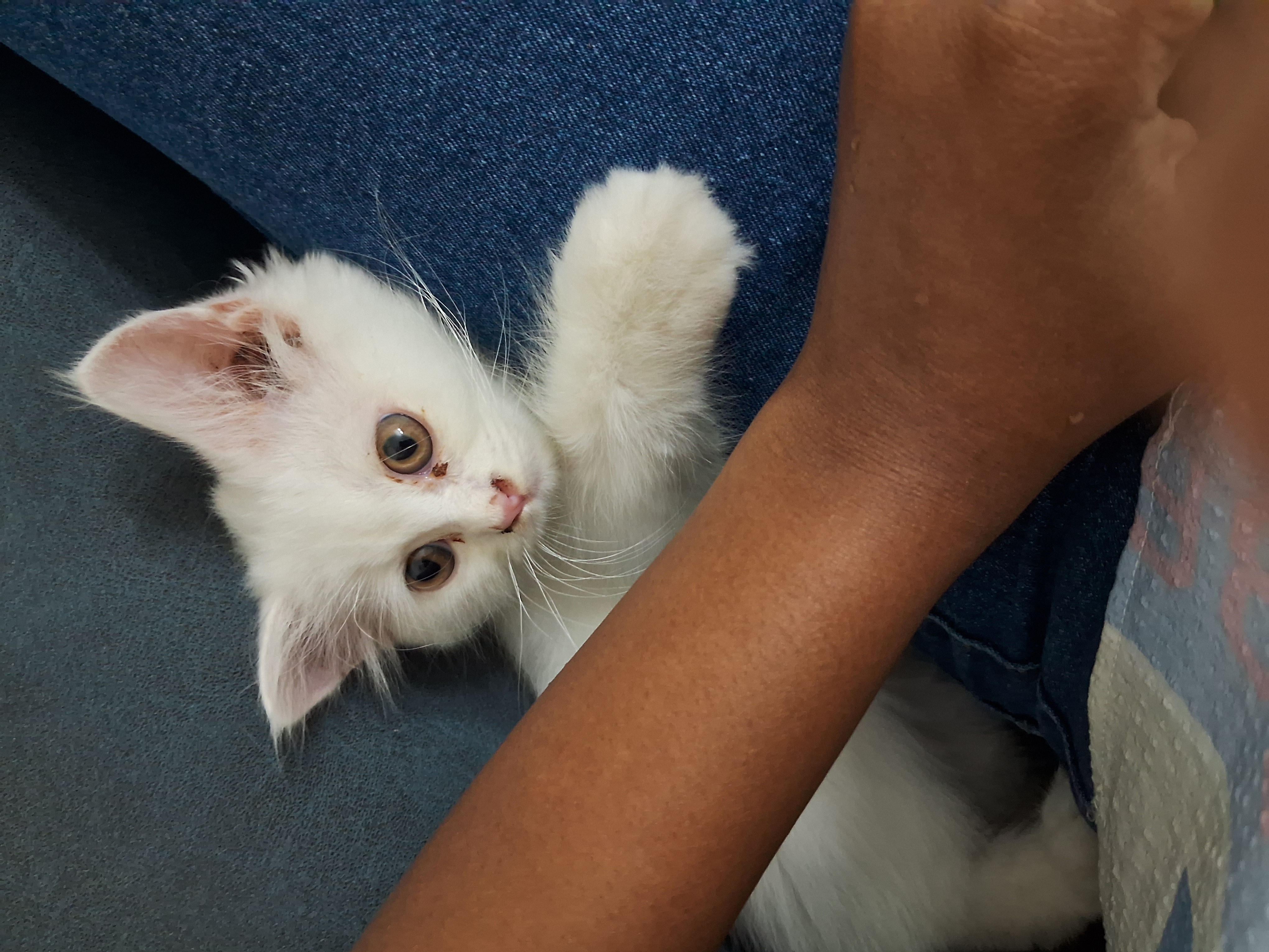 Persian Cat for sale in Bengaluru Rural