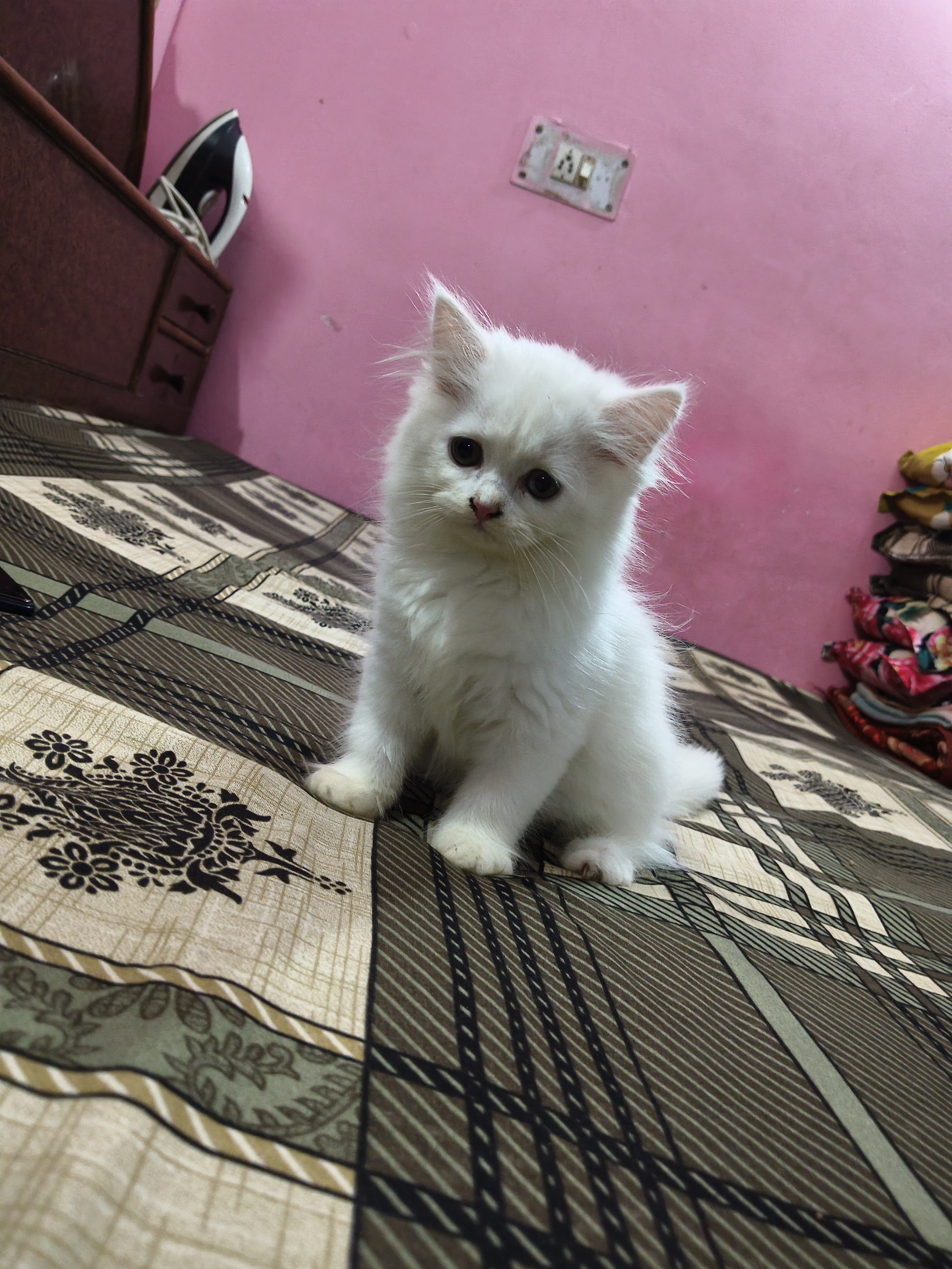 Persian cat for sale in Mayur Vihar