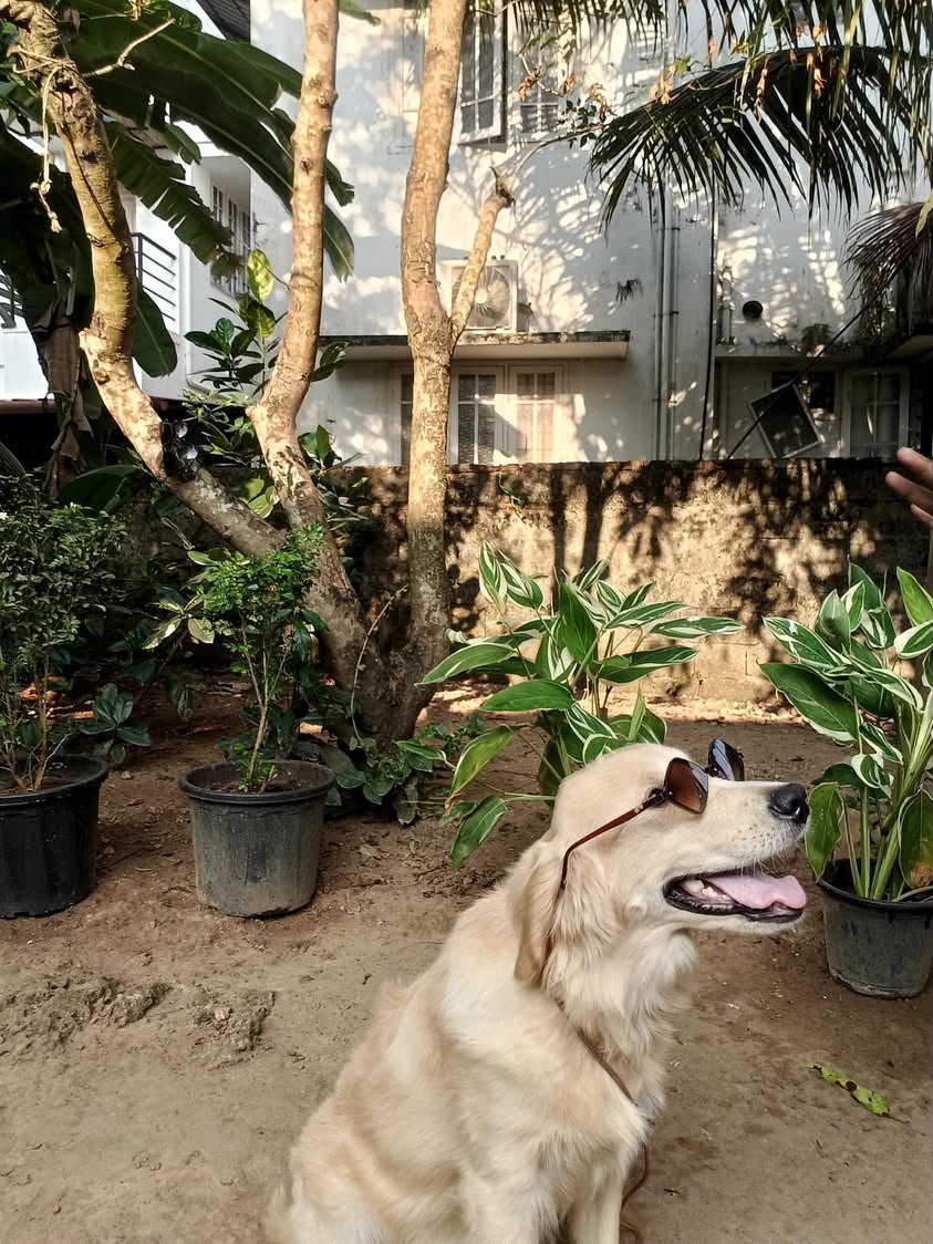 golden retriever for sale in Ernakulam
