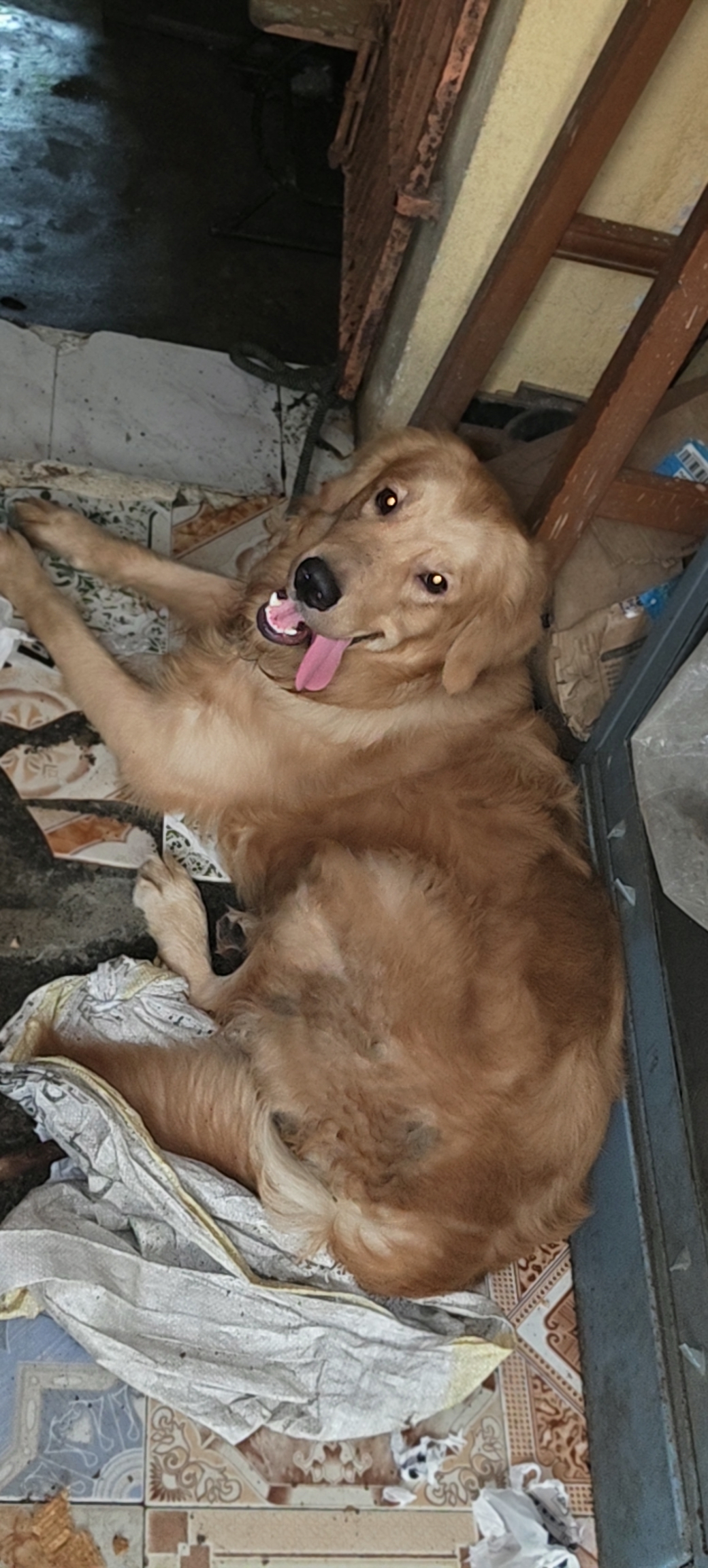 Golden retriever for sale in Chennai