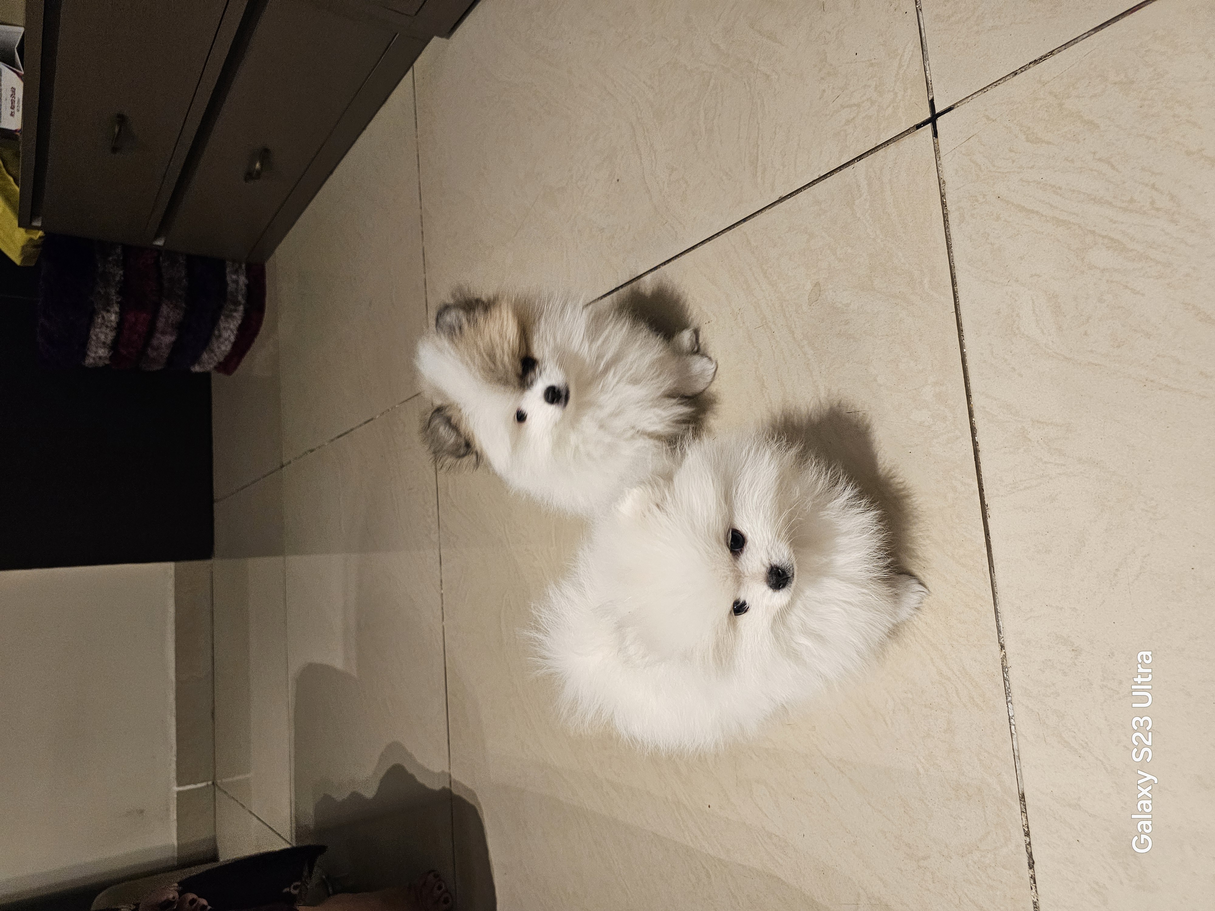 Toy pom for sale in Kanpur Nagar