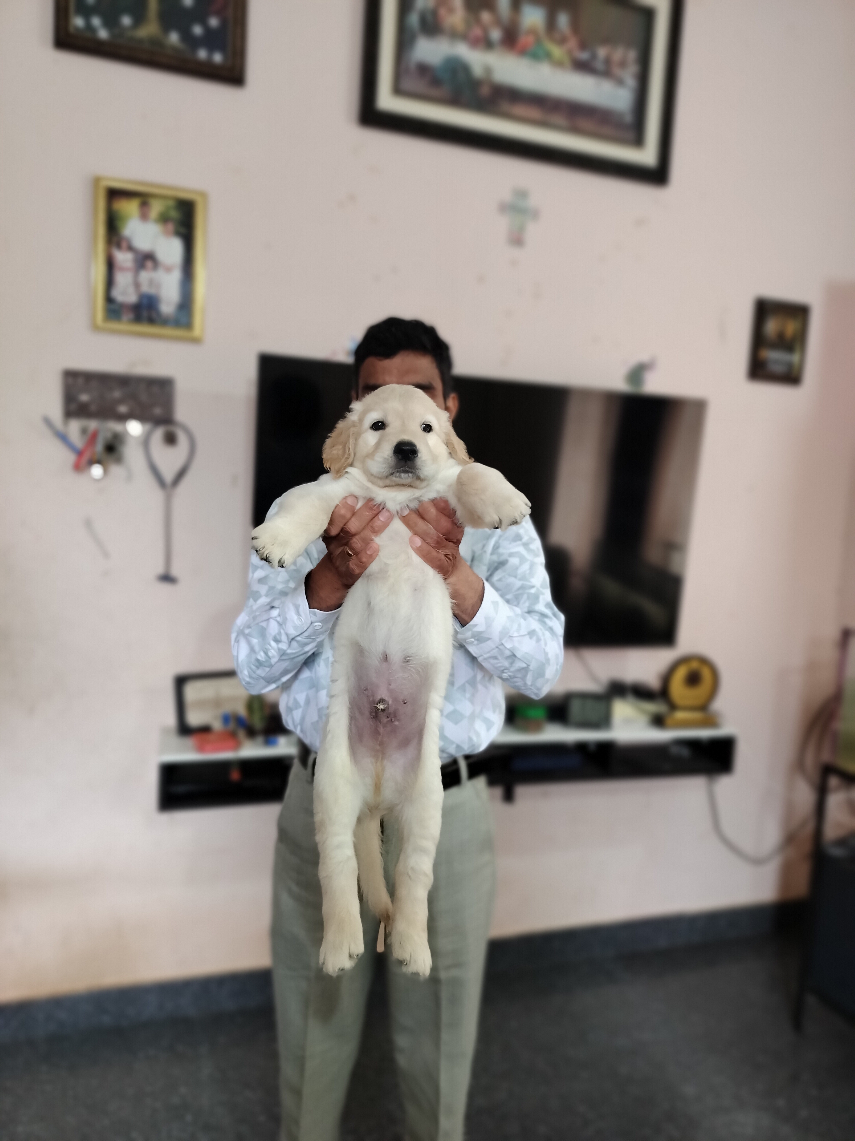 Golden retriever for sale in Bengaluru Urban