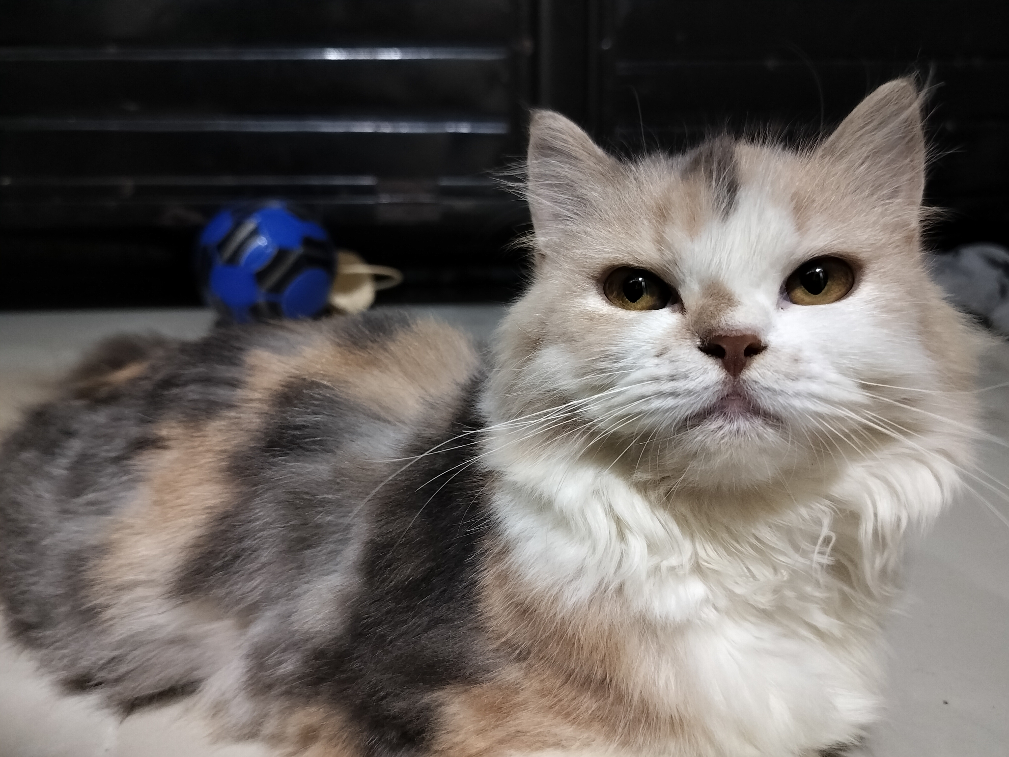 Calico Persian for sale in Mumbai Suburban
