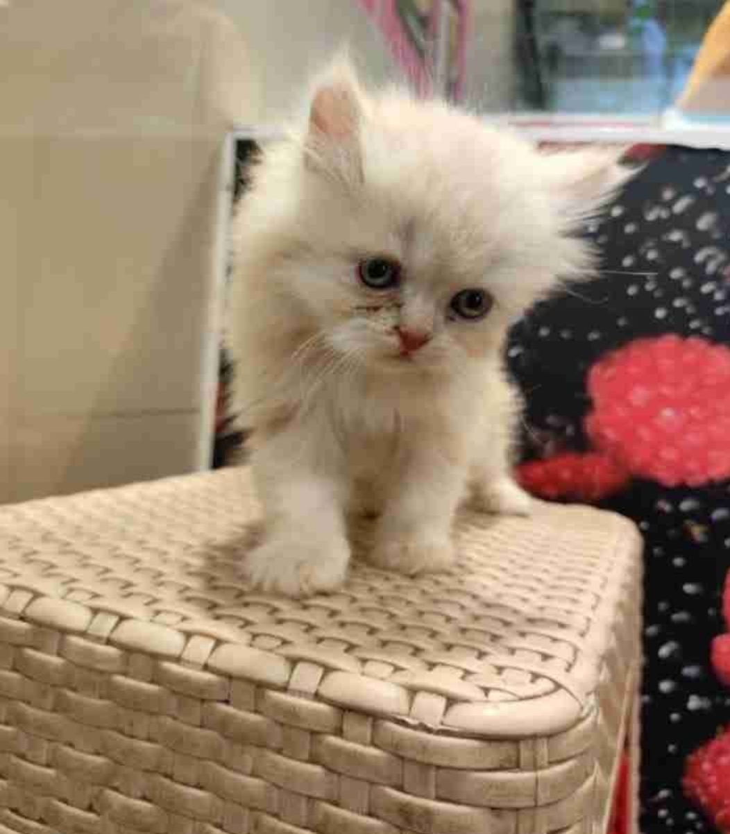 Persian cat