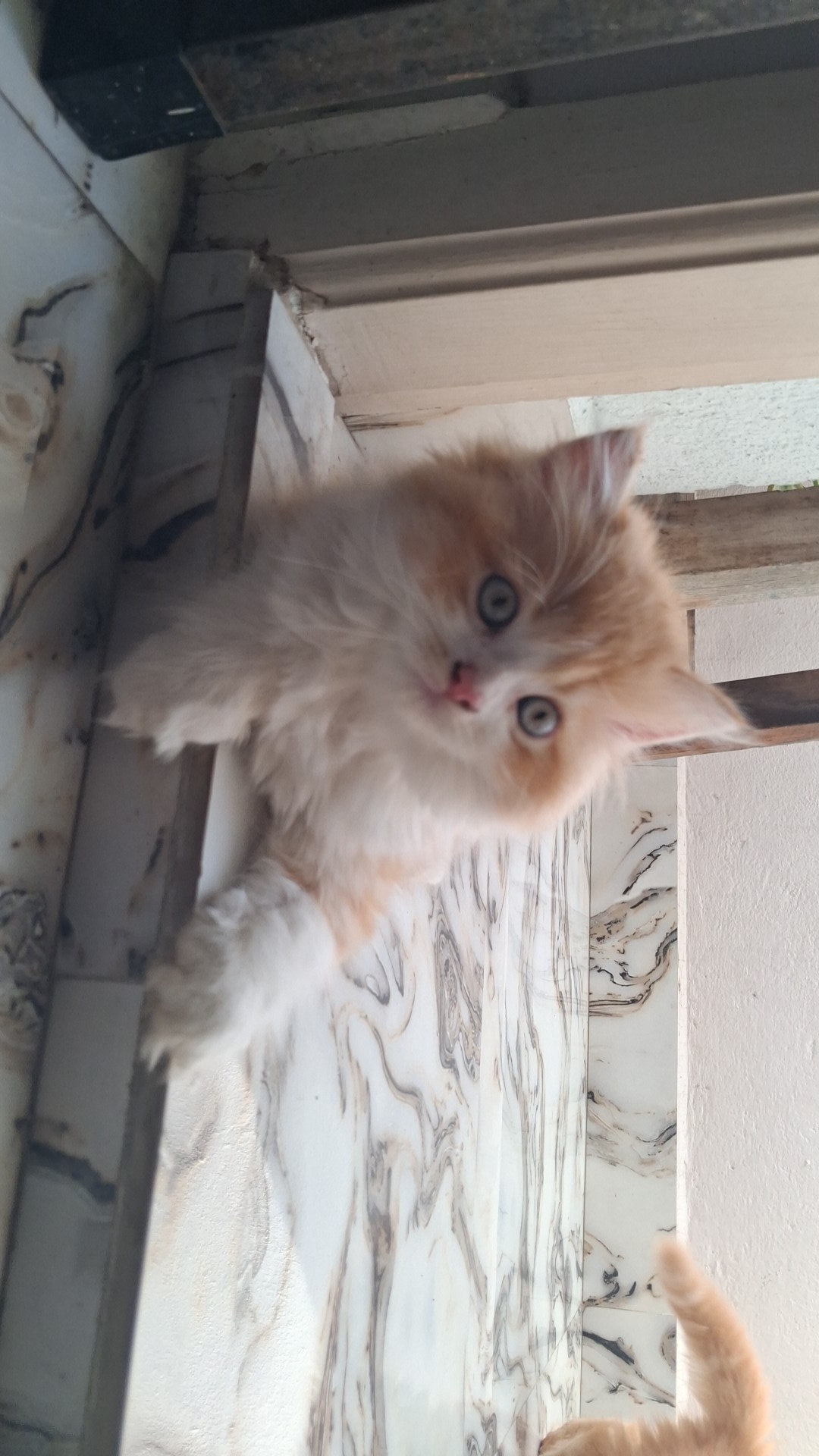 Persian cat doll face