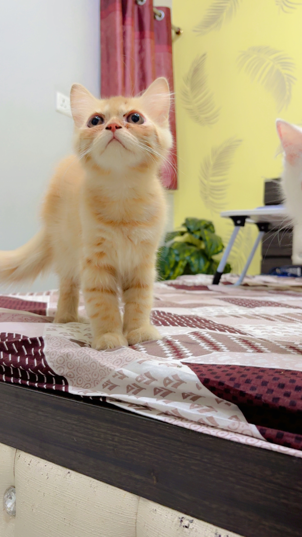 Persian cat