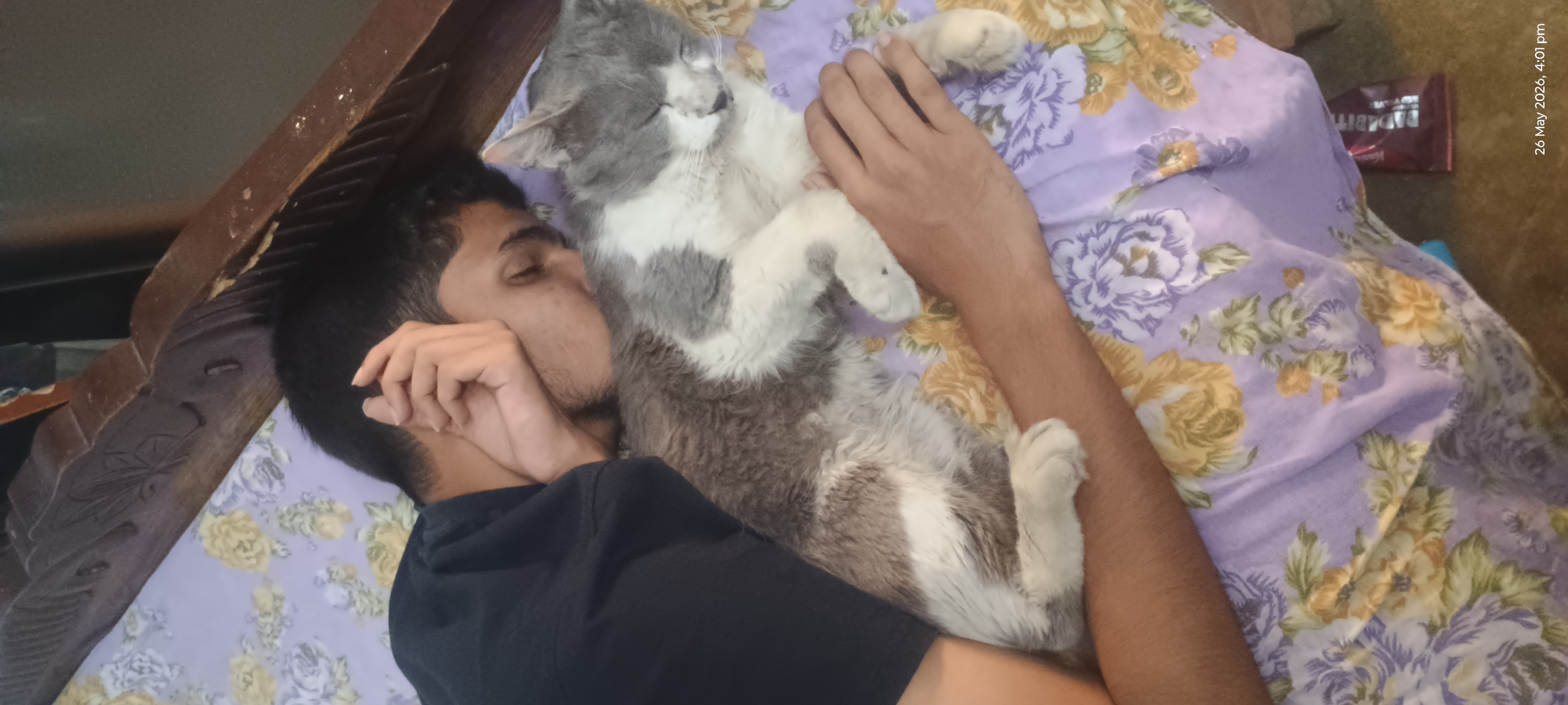 Persian cat for sale in Patna