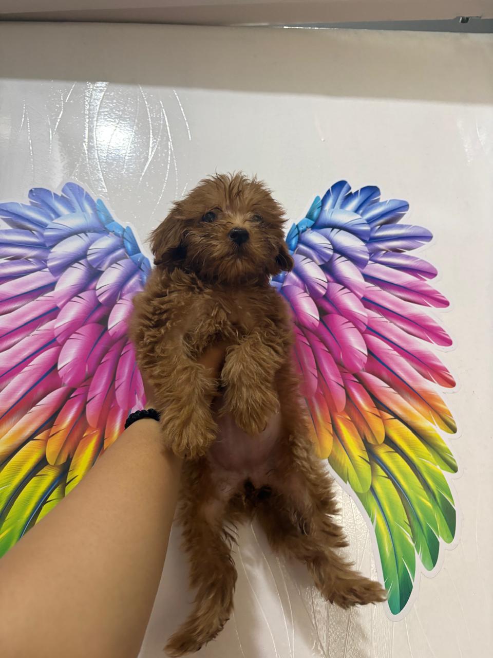 Poodle
