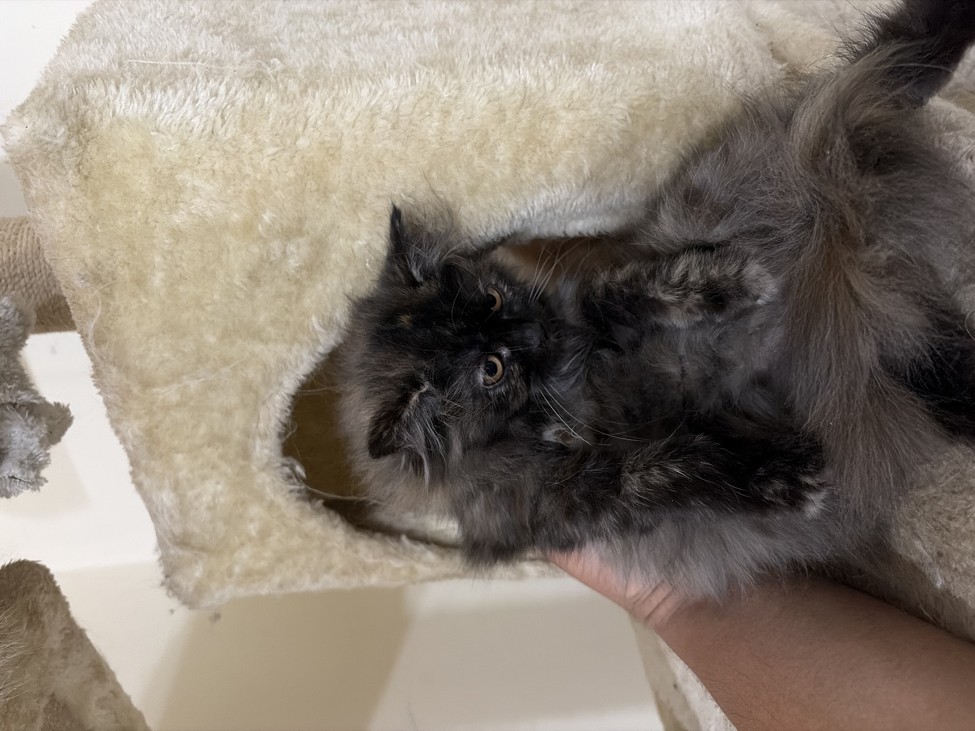 Persian
