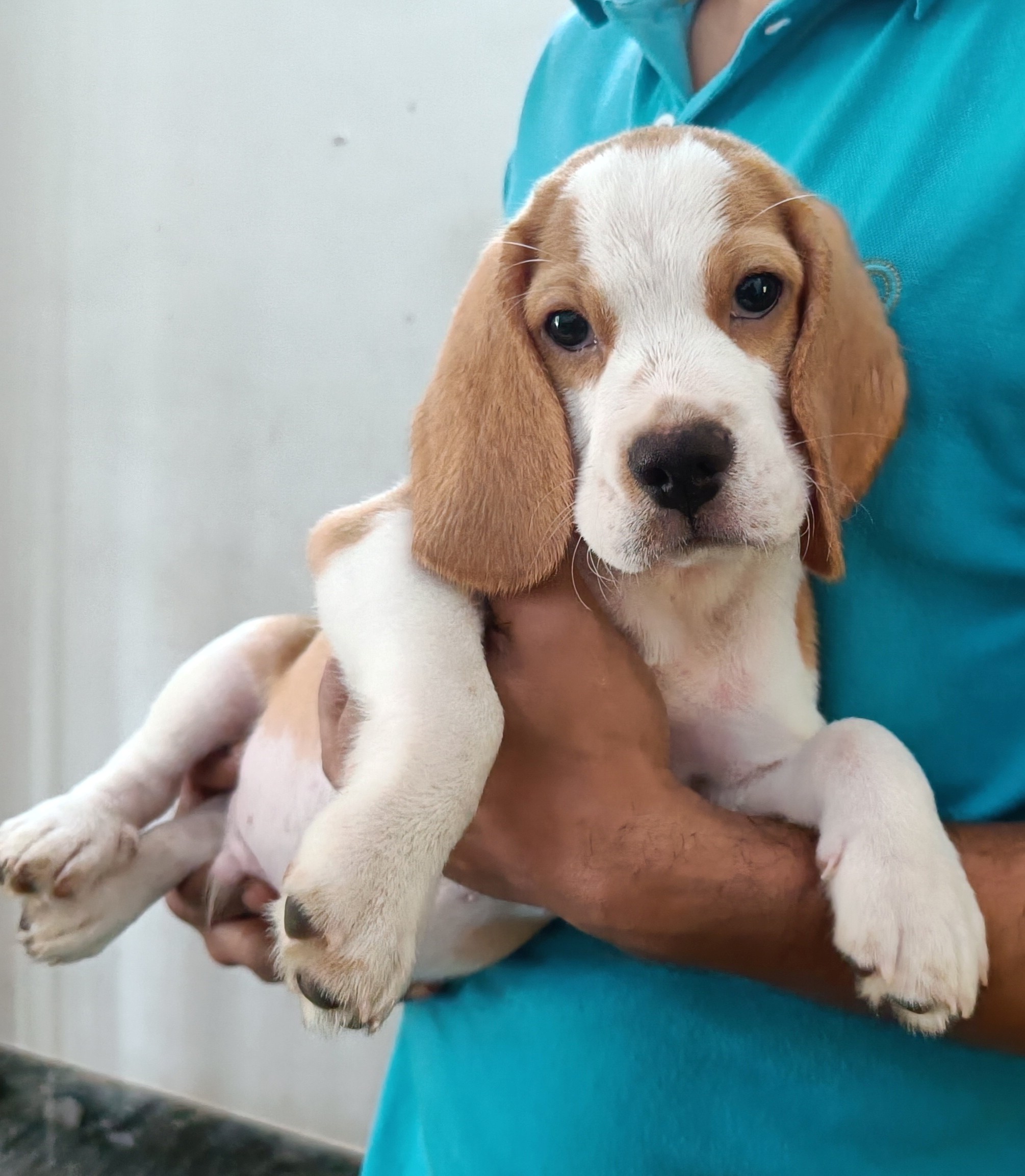 Beagle for sale in Wayanad