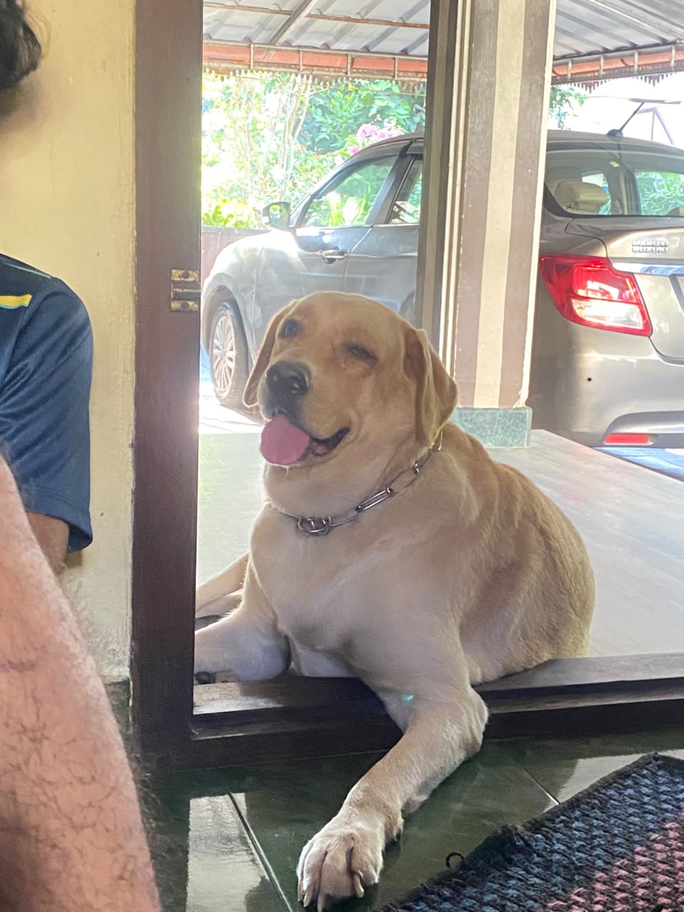 labrador for sale in Ernakulam