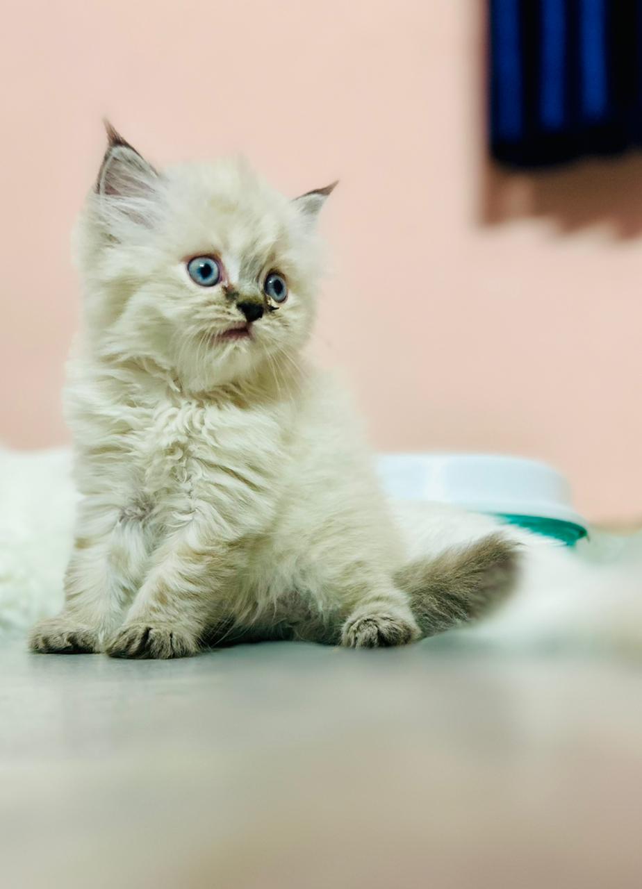 Himalayan for sale in New Delhi