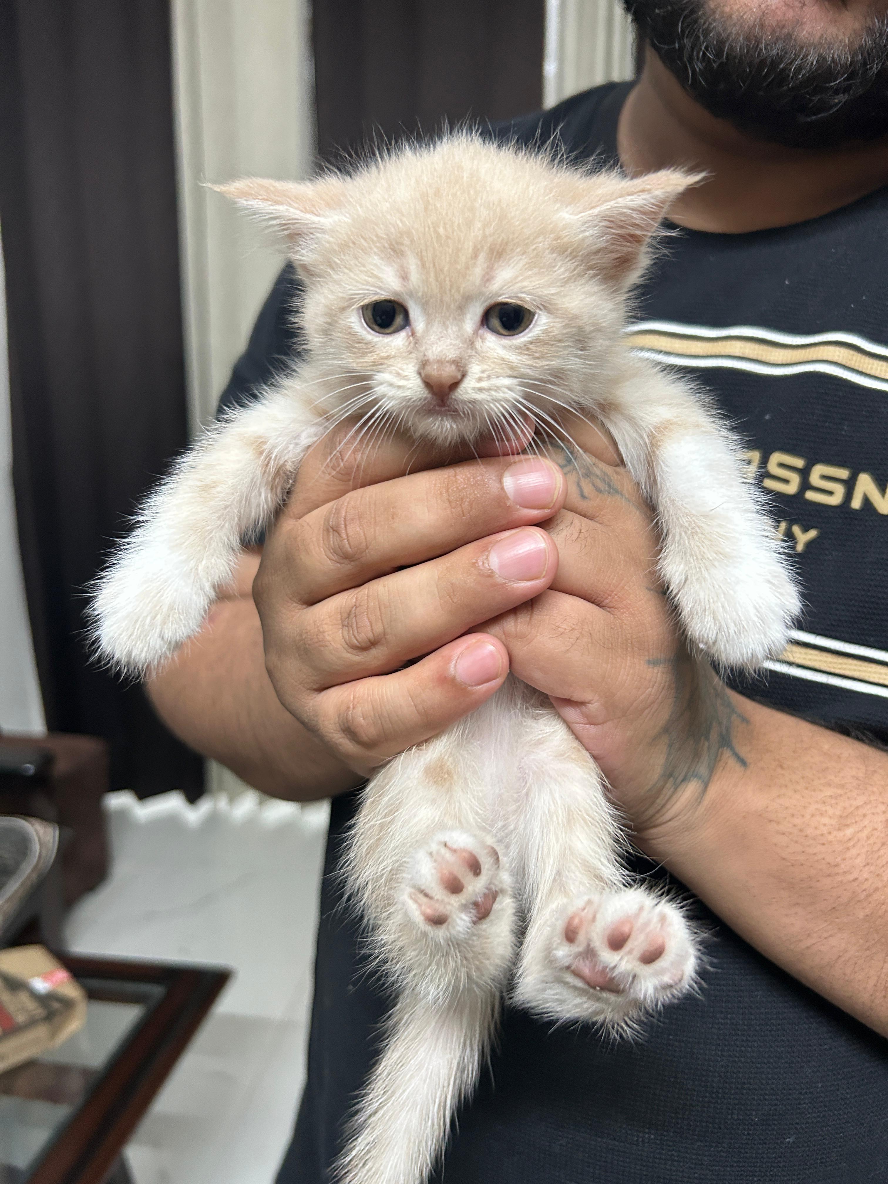 Persian Cat for sale in Gurugram